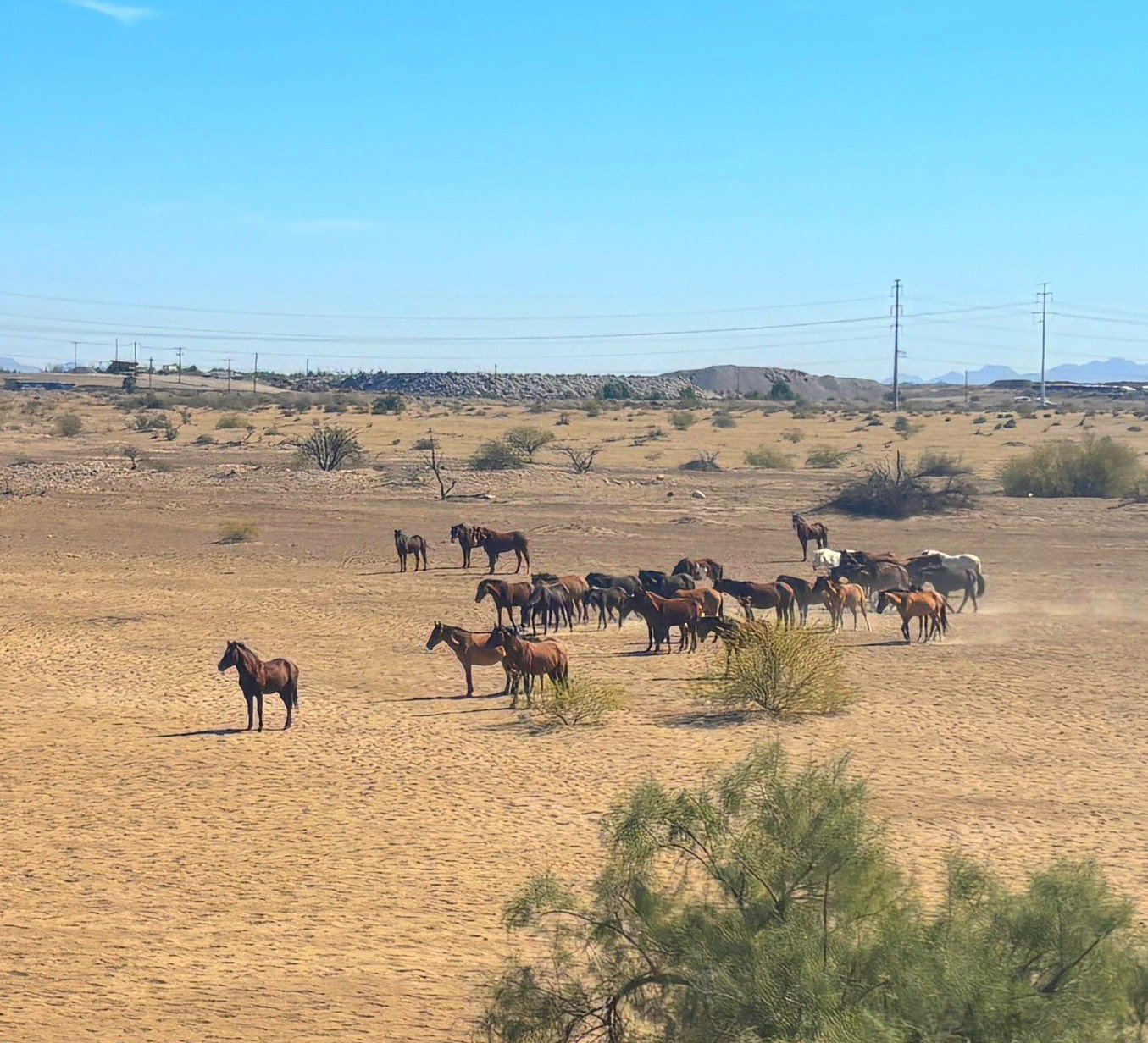 Where Did the Wild Horses Go? SR-347 &amp; Riggs Road, Arizona