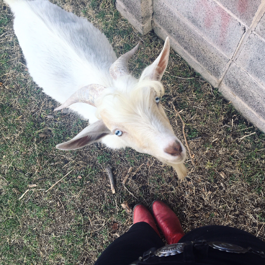 South Mountain Living, Phoenix, Arizona ◇ 2017