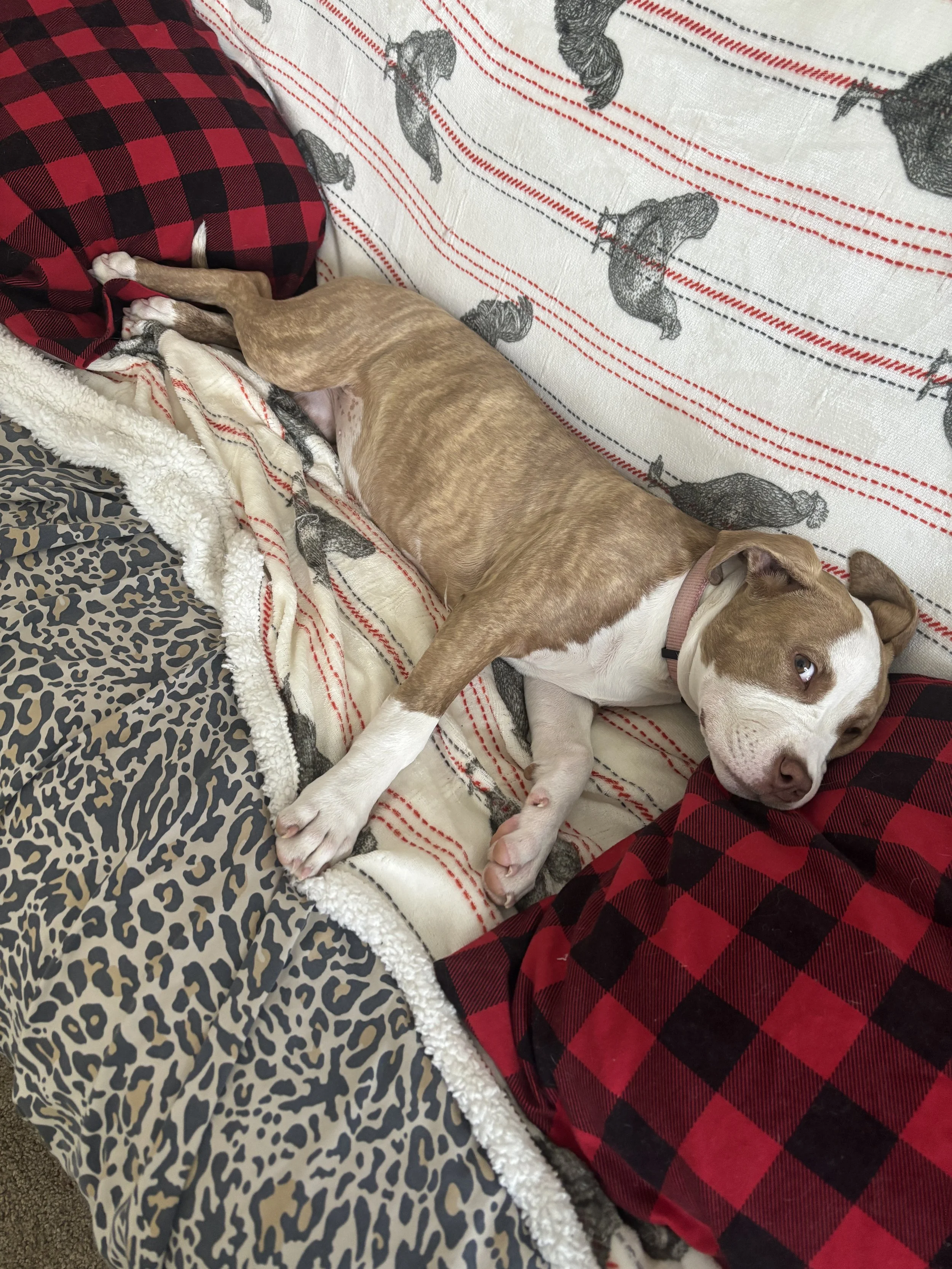 A brown and white dog lying on a bed with a leopard print blanket and red and black plaid pillows, resting its head on one of the pillows.