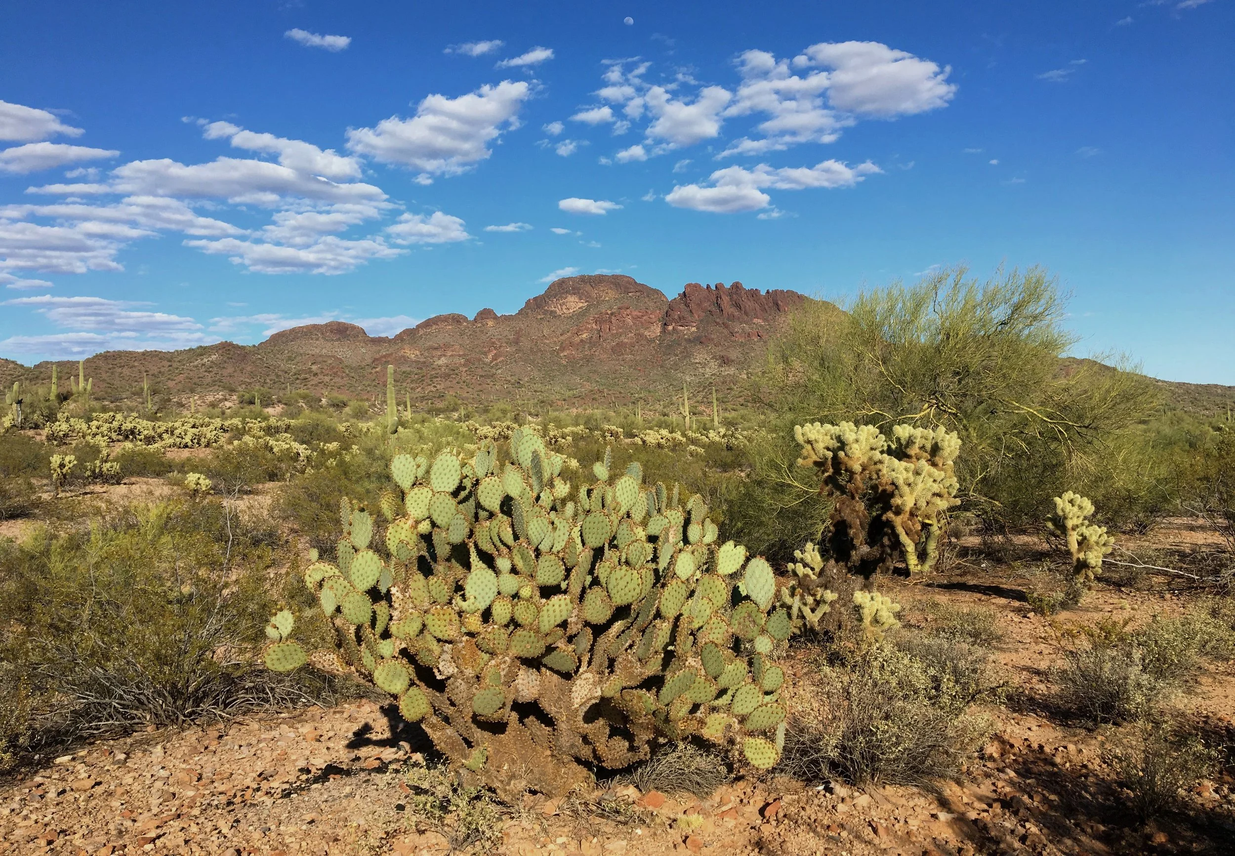 Prickly pear cactus in the foreground with the red-rock Vulture Mountains rising in the distance near Wickenburg, Arizona.