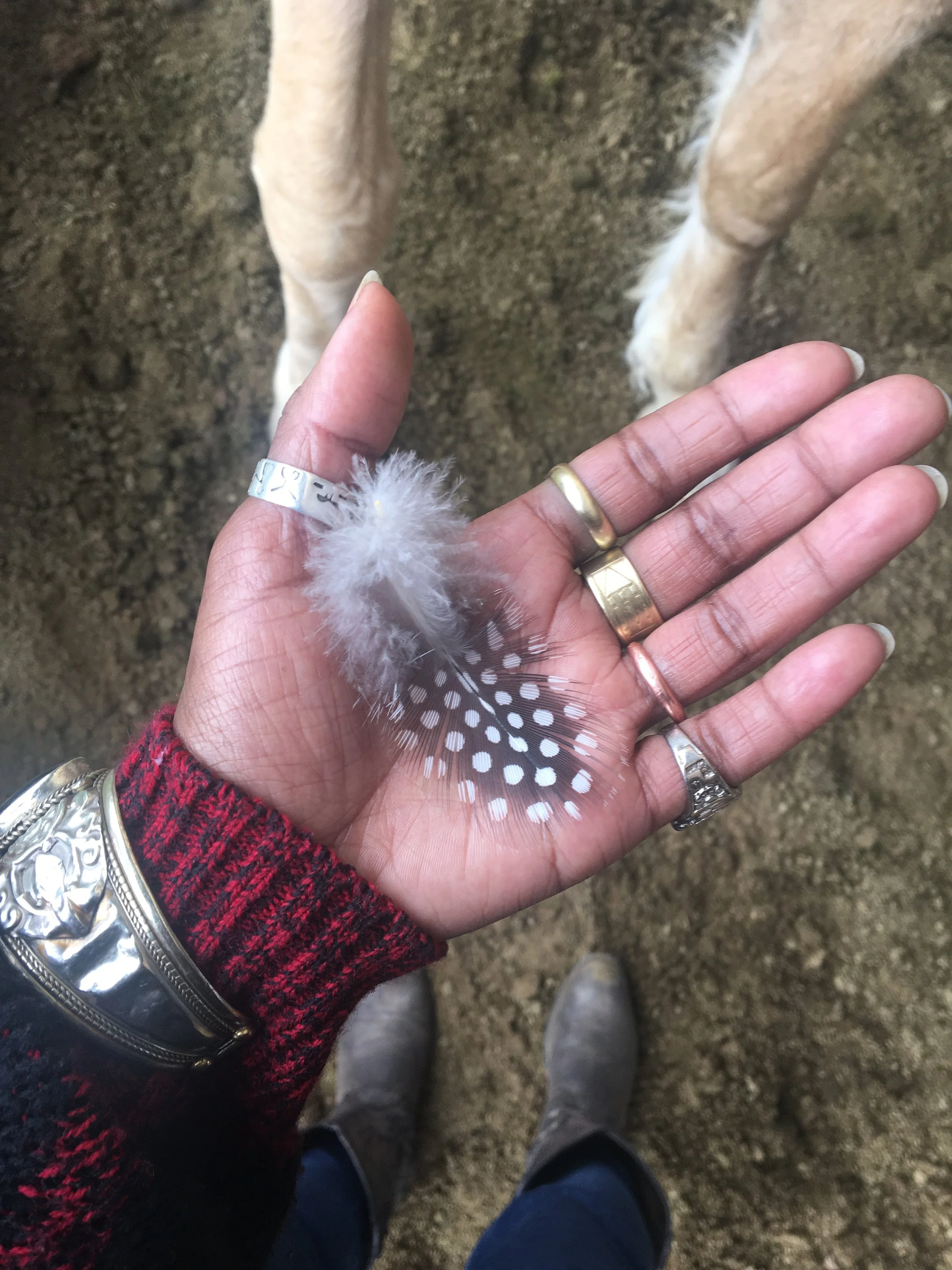 Guineas on the home front, South Mountain, Phoenix, Arizona ◇ 2017