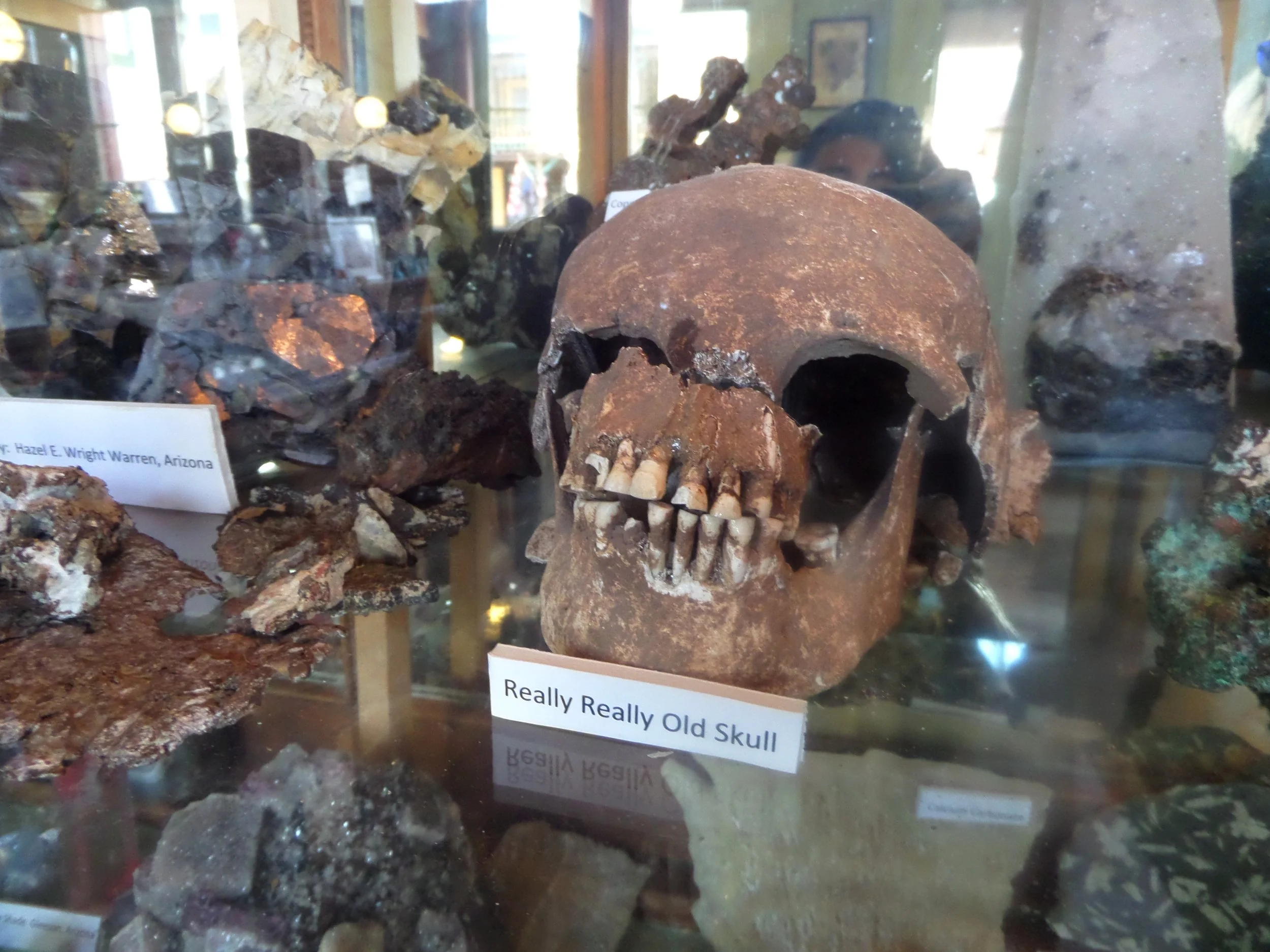 Skull on display in Tombstone, Arizona