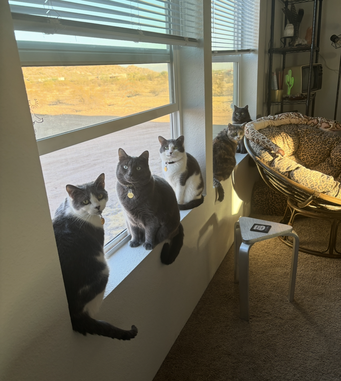 Multiple cats resting on the window sill indoors.  