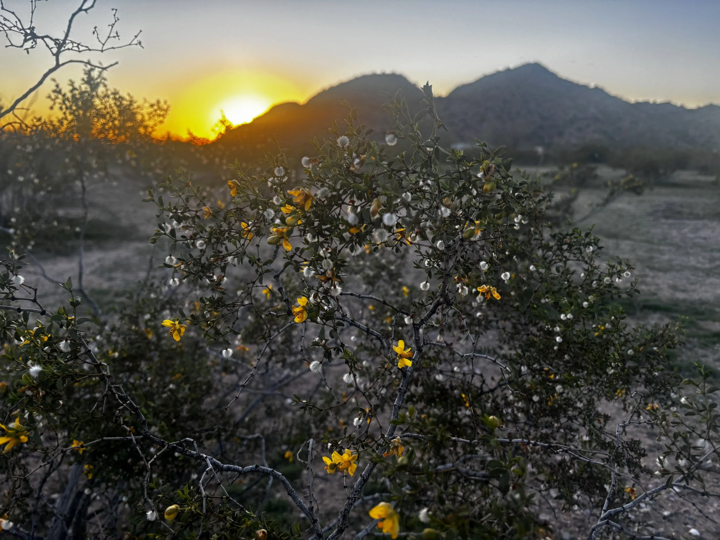 Living creosote bush growing in its natural Sonoran Desert habitat