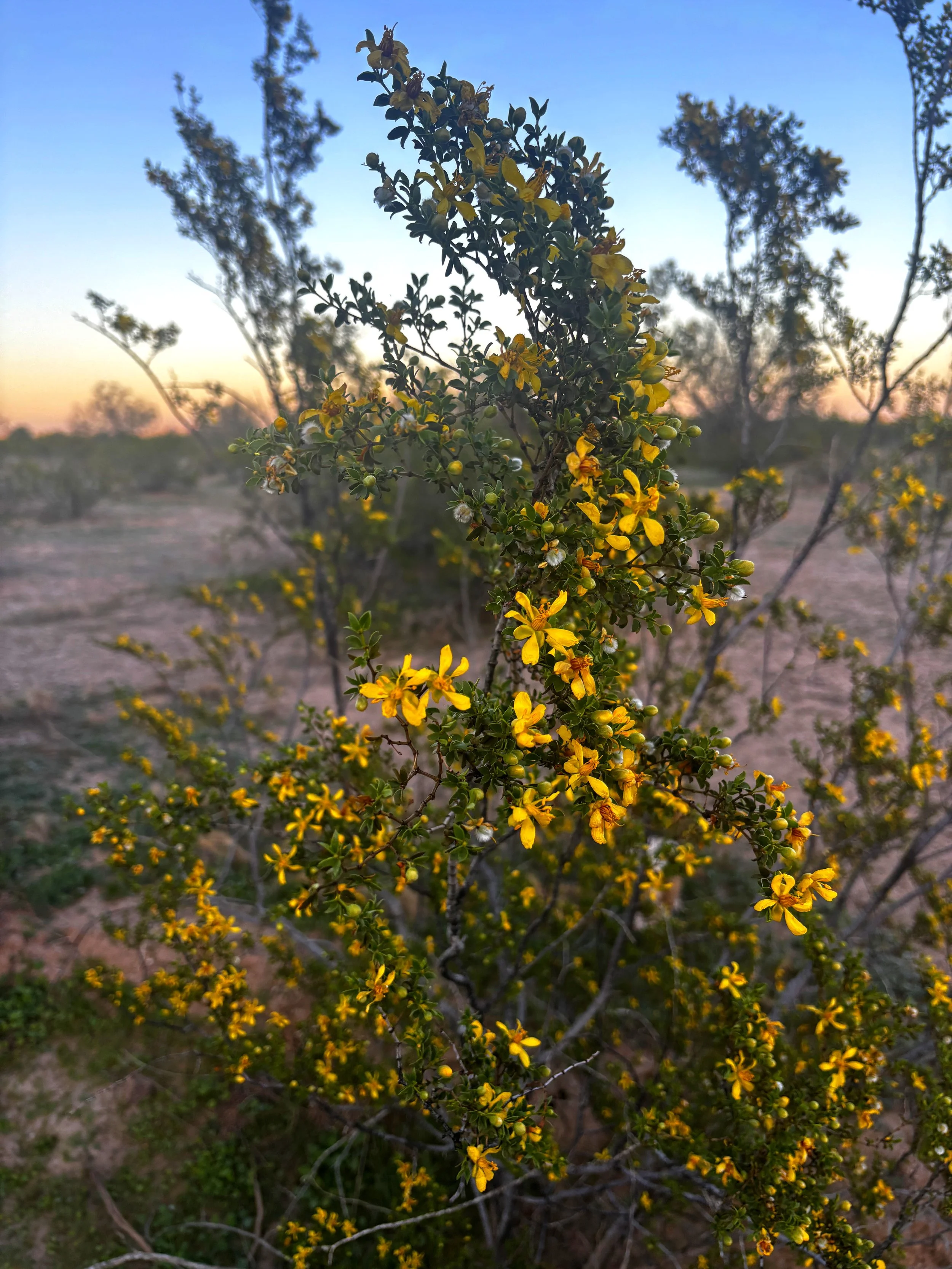 Creosote-Bush-Flowering-Sonoran-Desert.JPG