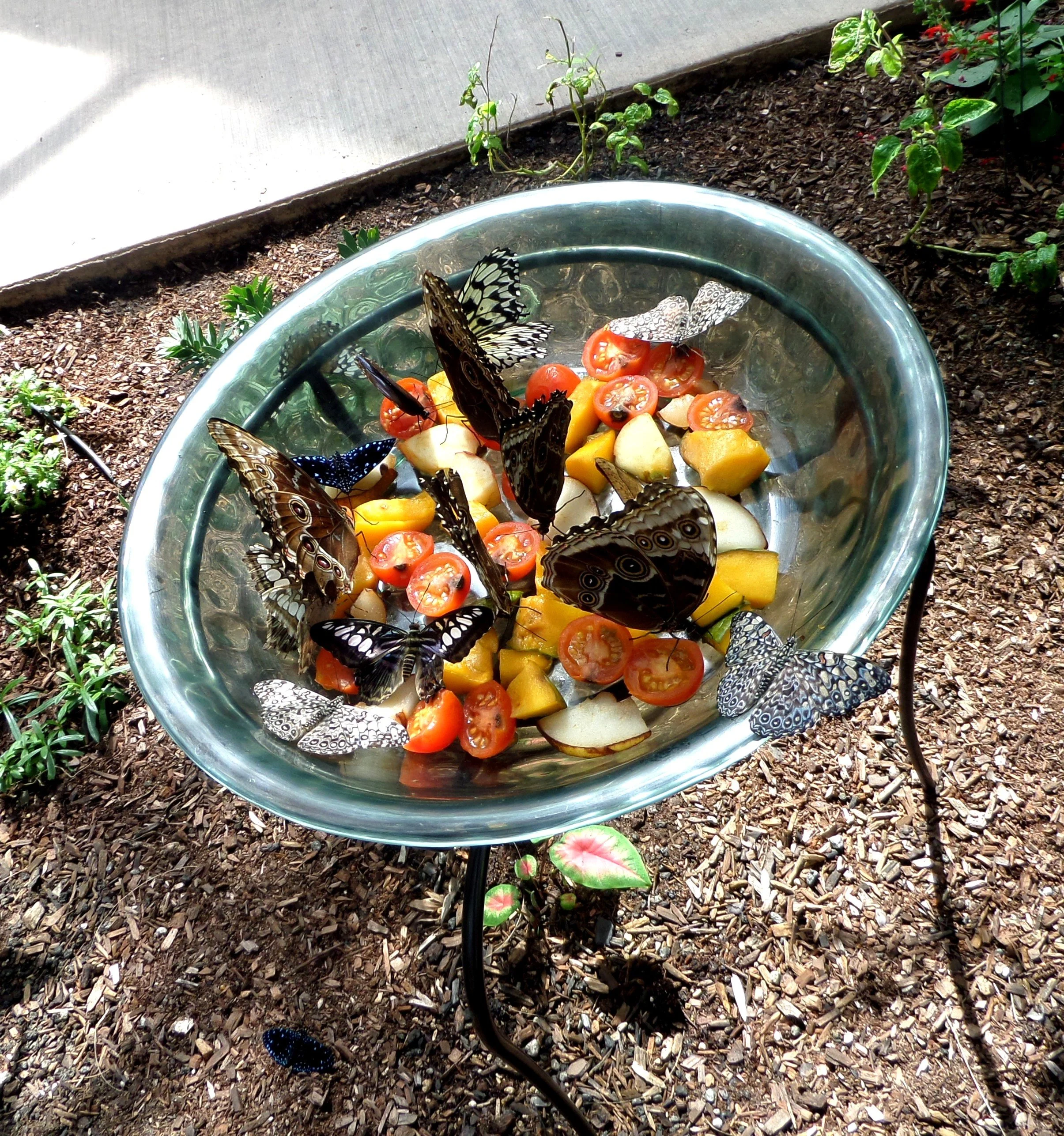 Fruit-filled butterfly feeding station surrounded by tropical plants in Butterfly Wonderland.