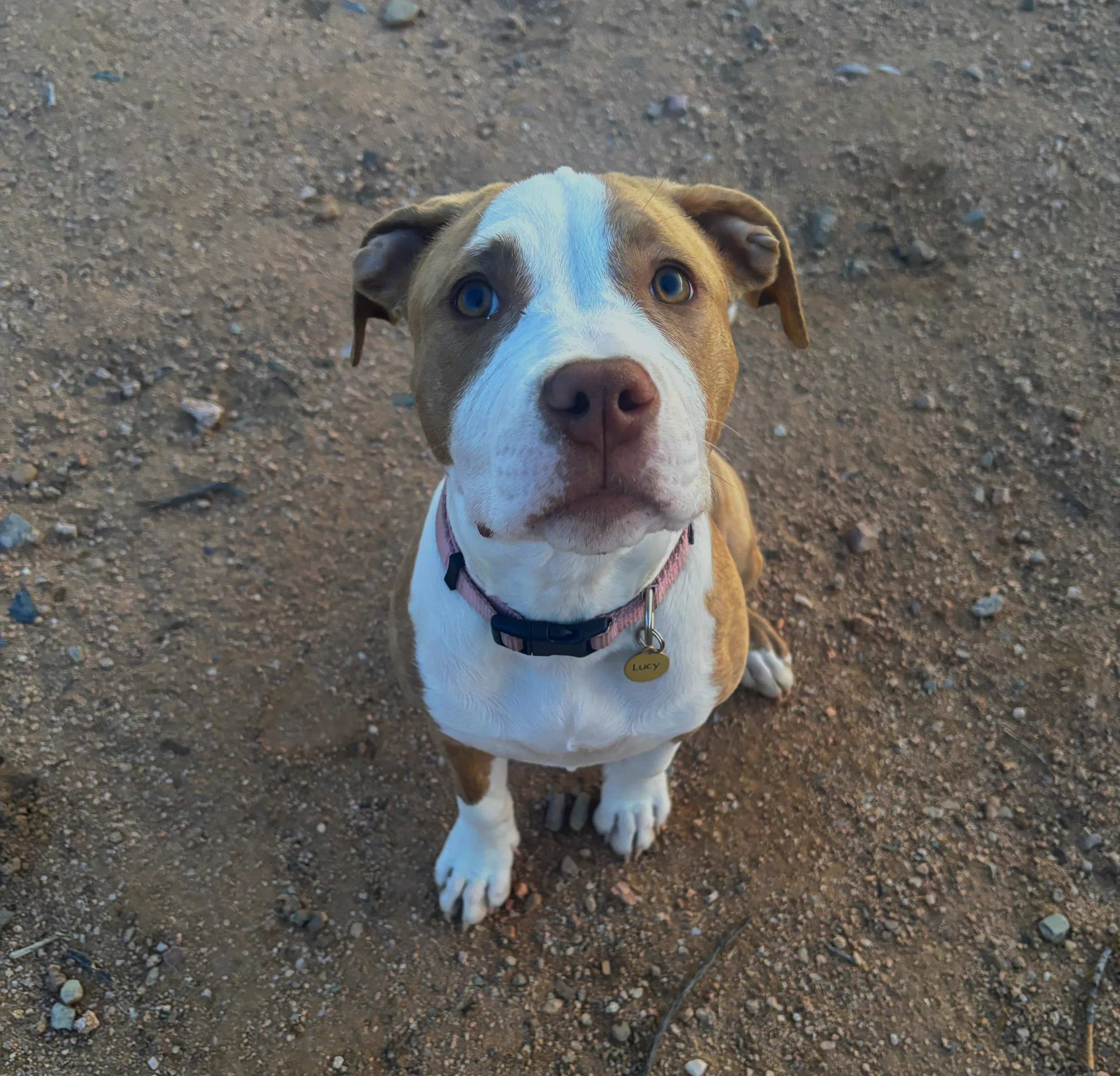A young dog with blue eyes and a brown and white coat looking up at the camera, sitting on dirt ground.