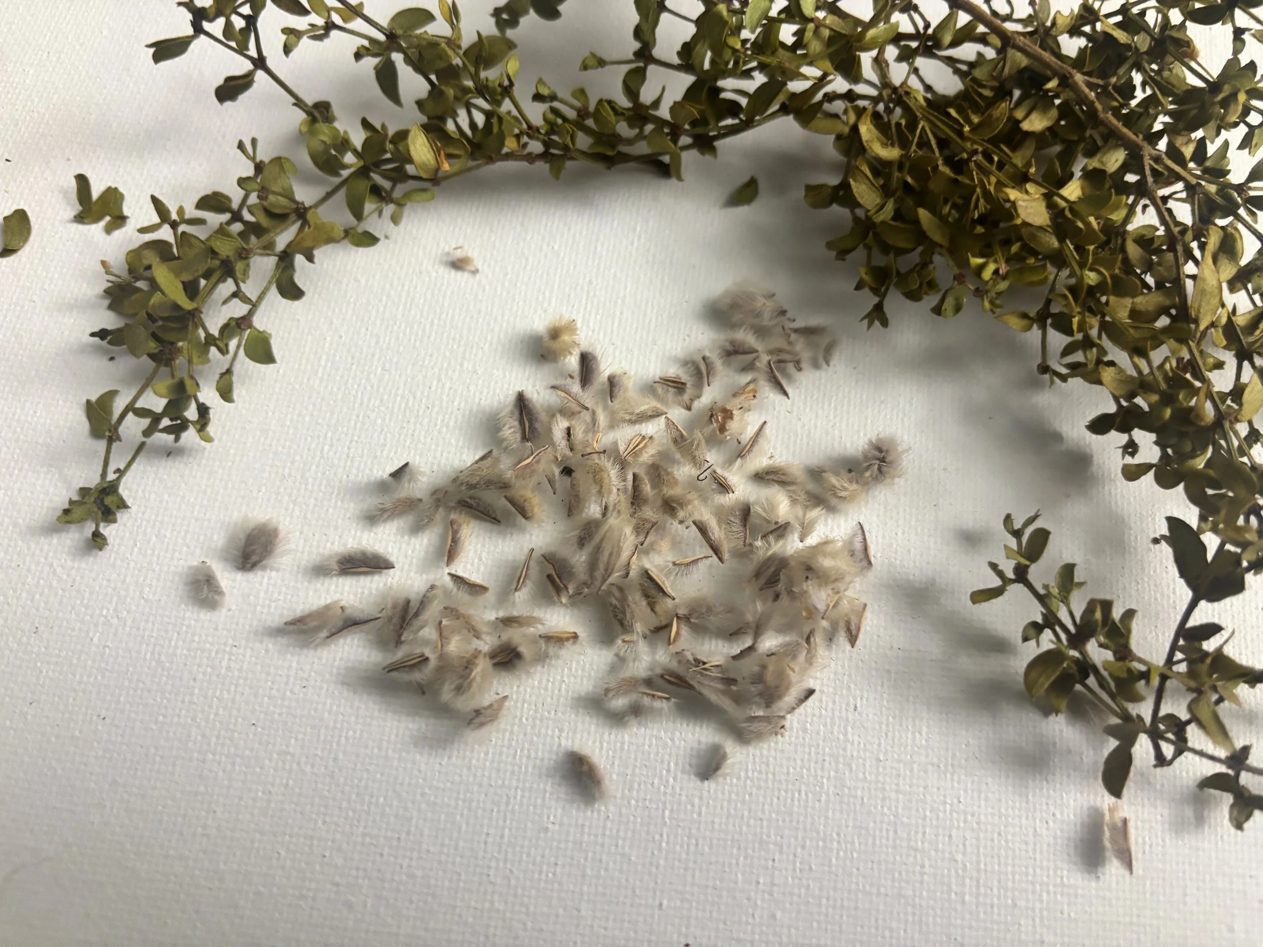 wild-harvested-creosote-bush-seeds-arizona.JPG