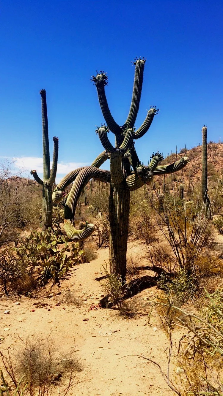 Saguaro cacti with wild crazy arms in Saguaro National Park, Arizona