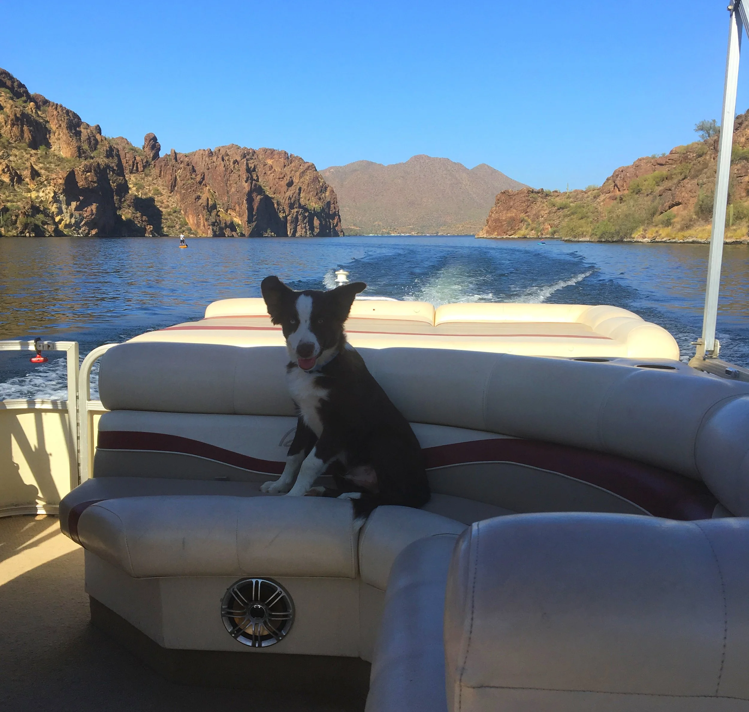 Dog relaxing on a boat surrounded by the rugged canyon landscape of Saguaro Lake in Arizona.