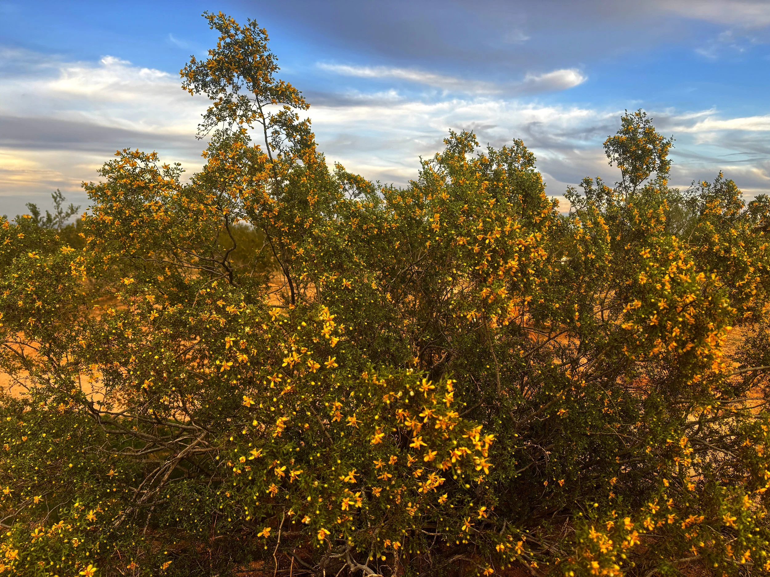 Creosote-Bush-Sonoran-Desert.JPG