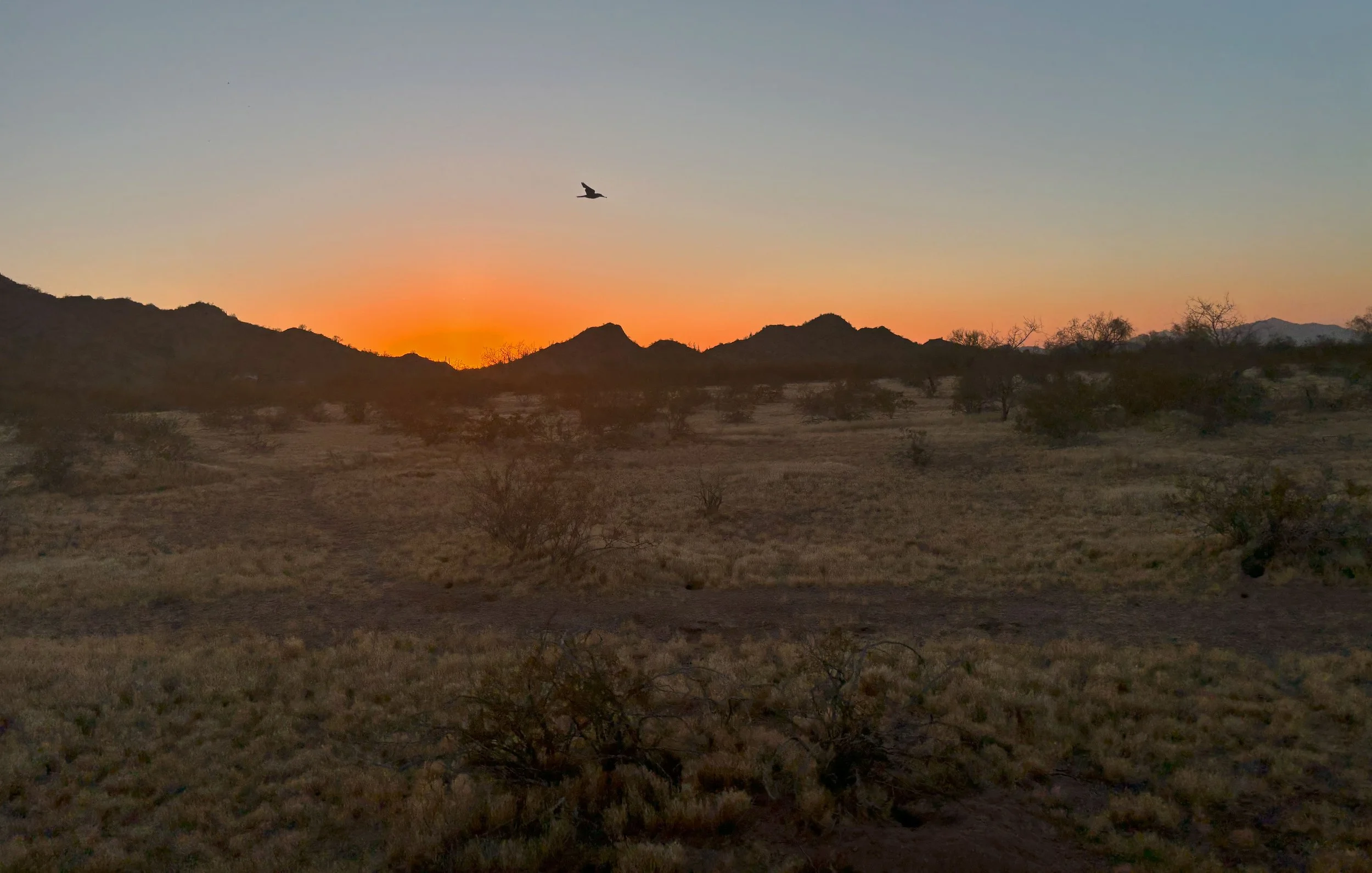 A desert landscape at sunset with a bird flying in the sky and mountains in the background.