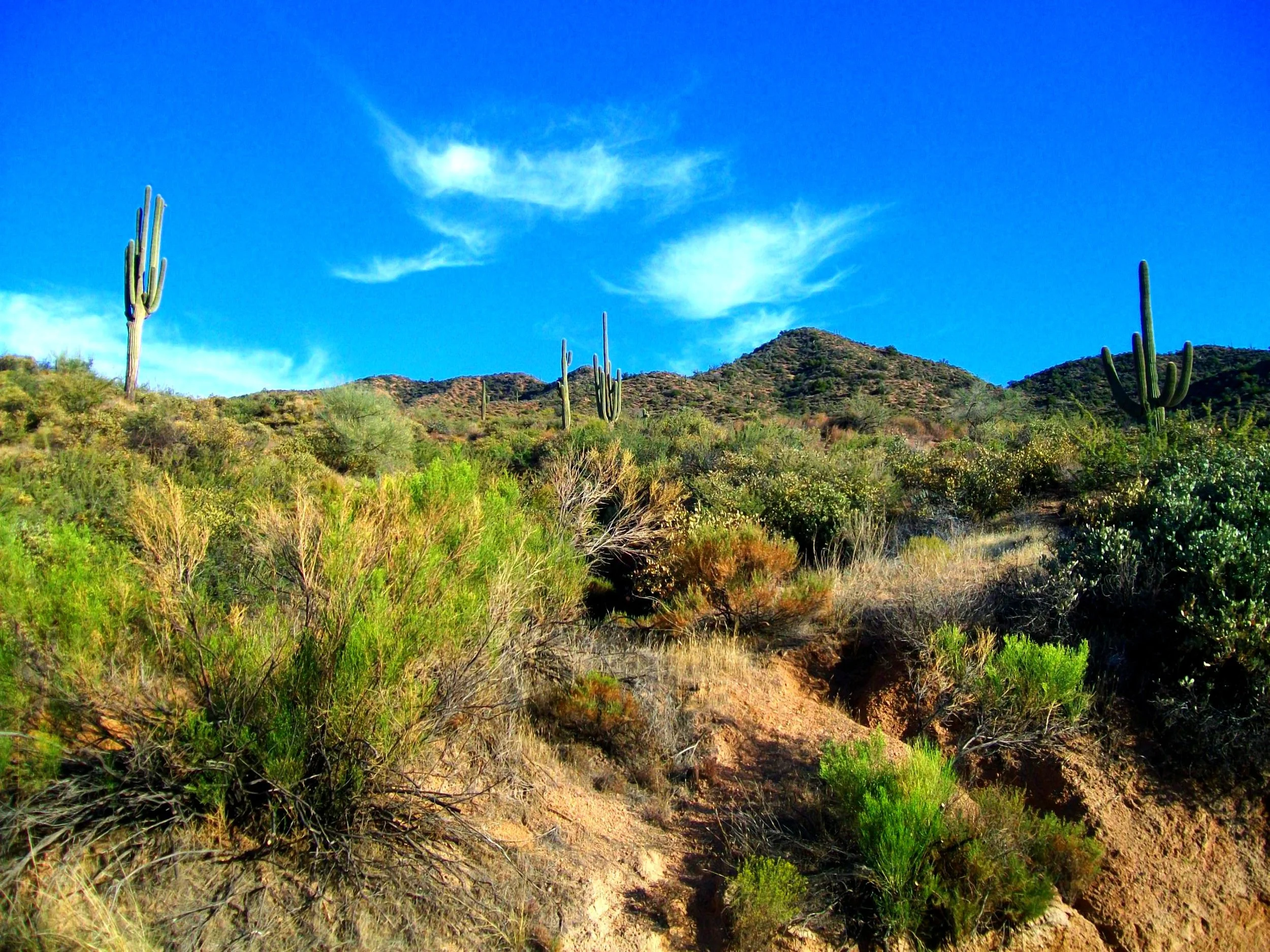 Sonoran Desert landscape along Apache Trail with towering saguaros, creosote bushes, and rugged hills beneath blue skies.
