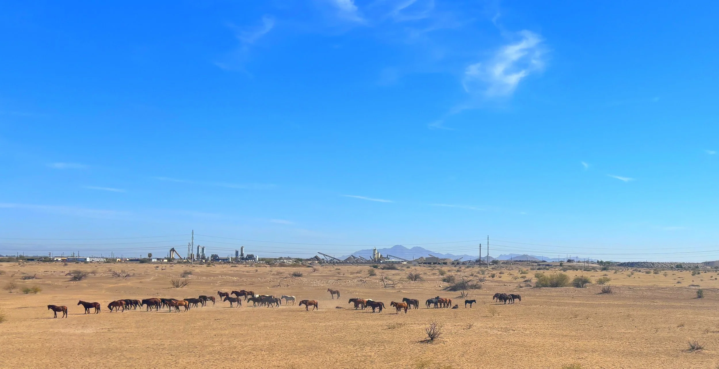 Wild horses photographed near SR-347 and Riggs Road in rural Arizona
