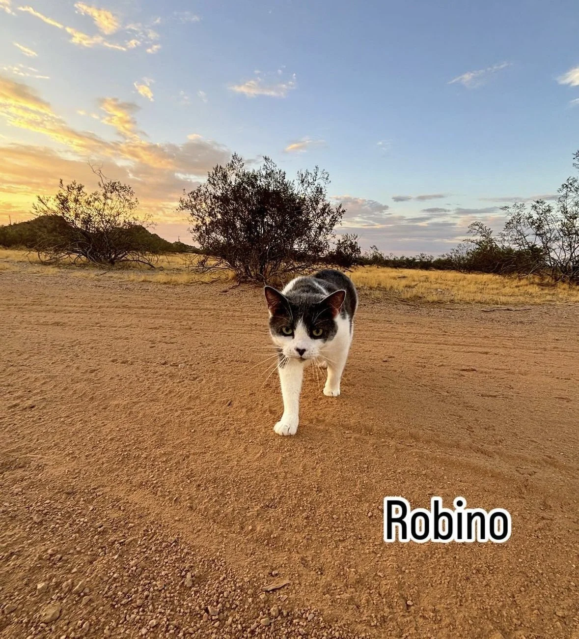 Black and white cat walking on the brown desert terrain. 