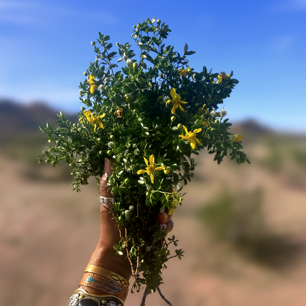 Creosote-Bush-bundle-from-Sonoran-Desert.png