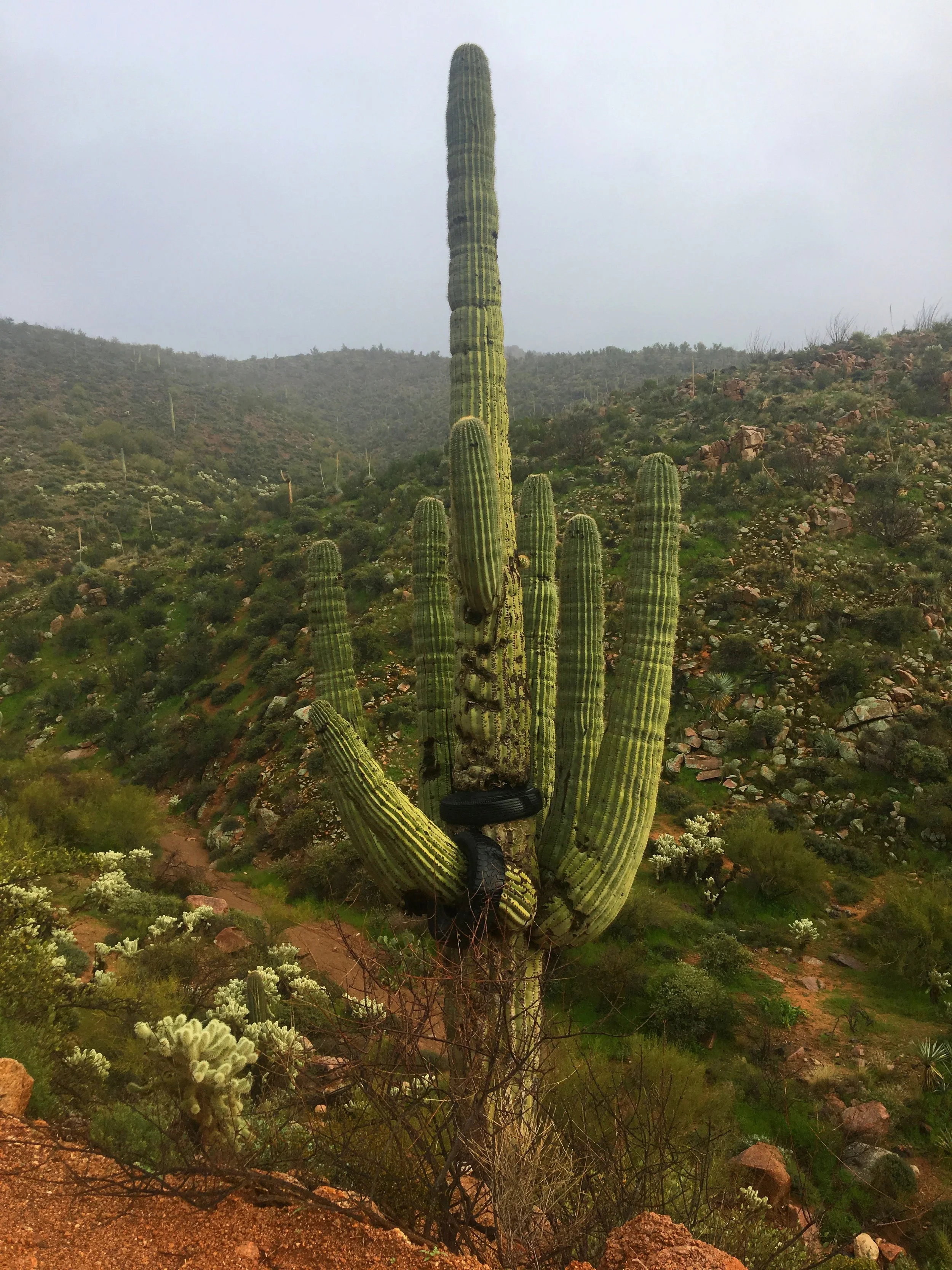 Saguaro cactus wrapped with old tires in the Sonoran desert, Arizona.