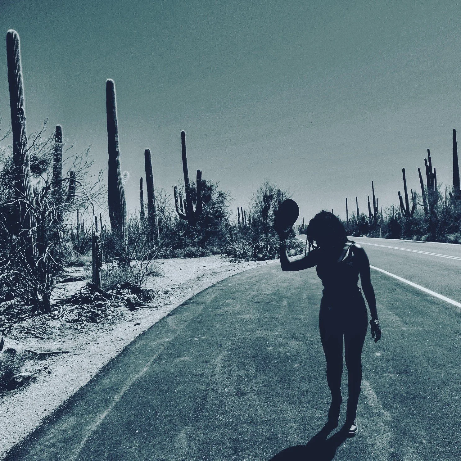 Saguaro National Park, Tucson, Arizona ◇ 2017