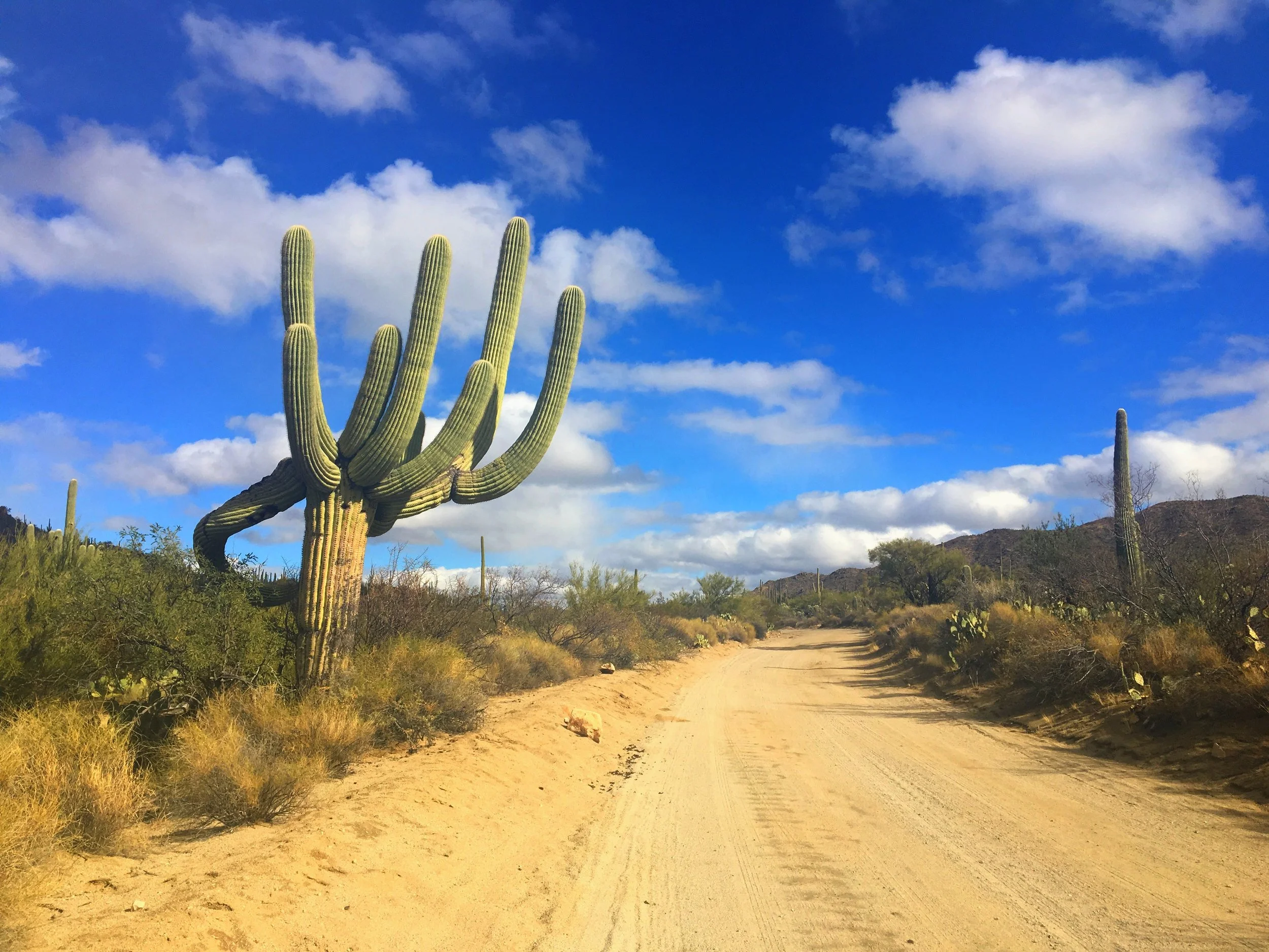 Scenic Bajada Loop Drive through the Tucson Mountain District of Saguaro National Park, Arizona.