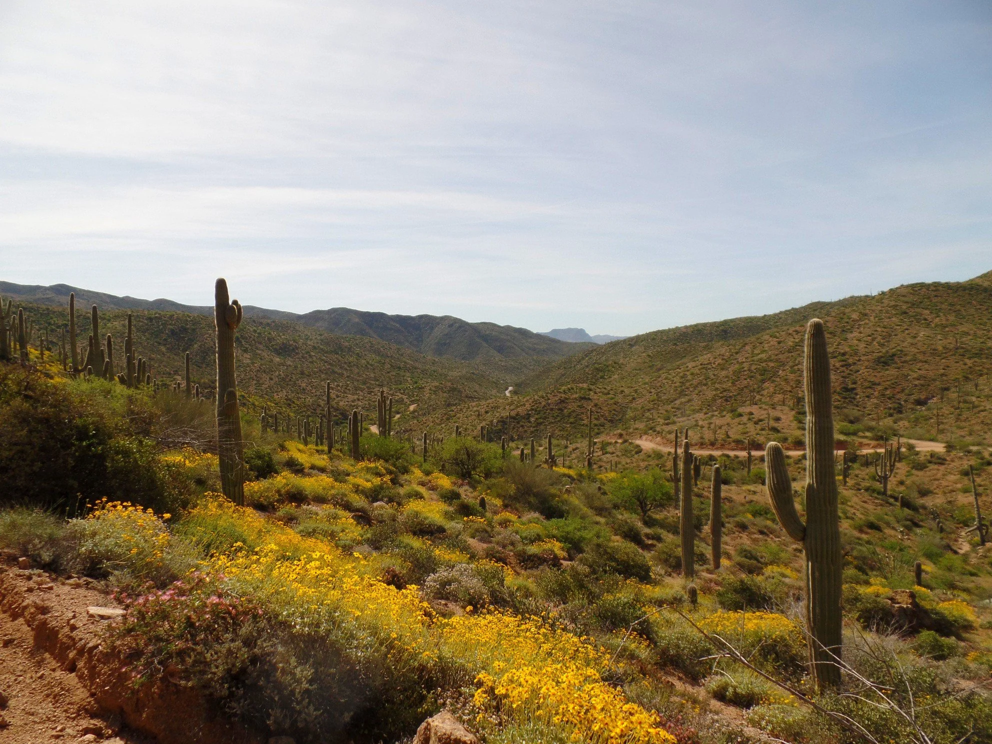Patch of desert wildflowers scattered across the Montana Mountain Loop desert floor.
