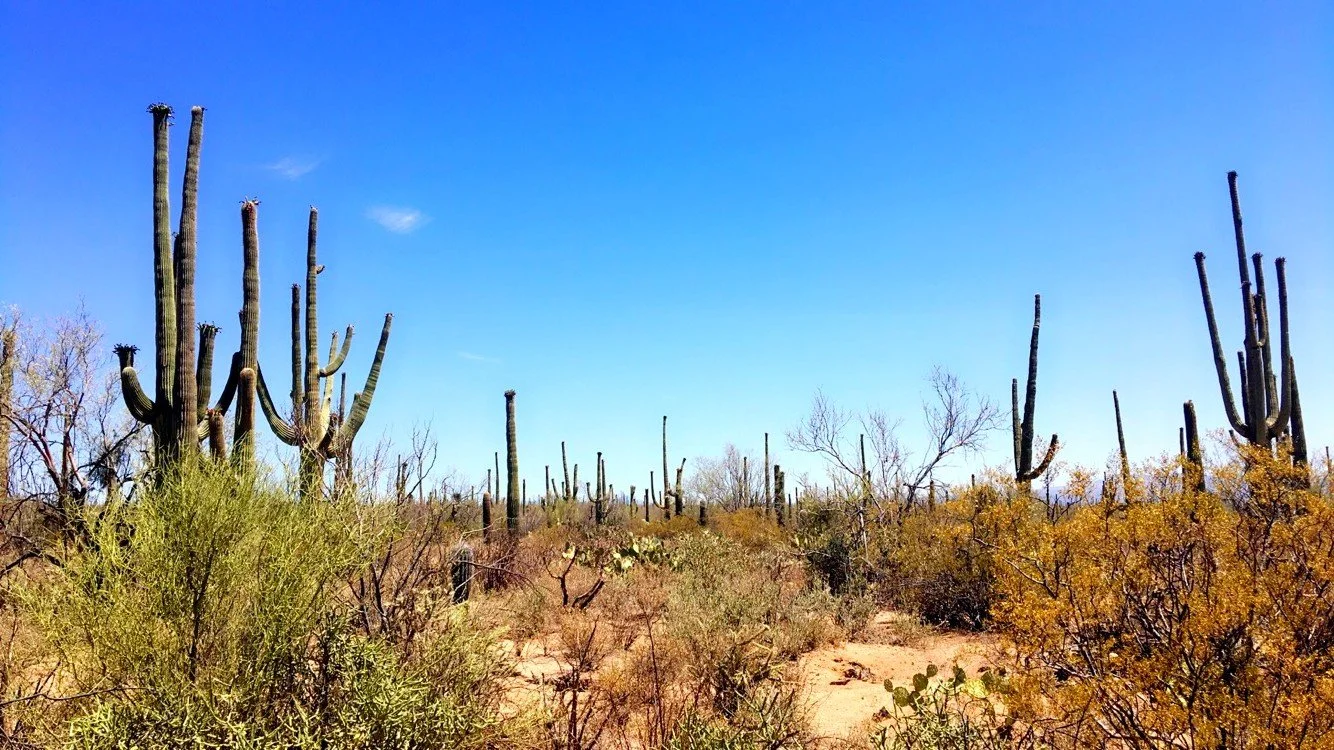 Forest of giant saguaro cacti in Saguaro National Park, Arizona.