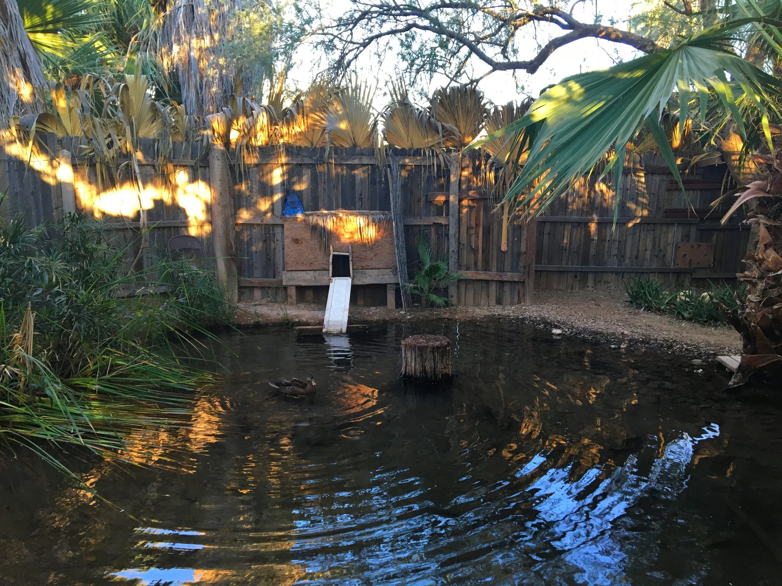 Ducks swimming in a soaking pool at El Dorado Hot Springs in the Arizona desert.