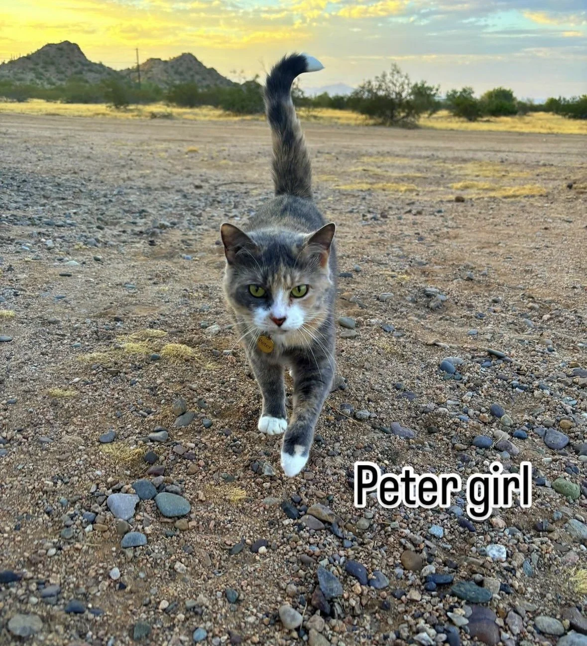 Cat walking on the desert earth with mountains in the background. 