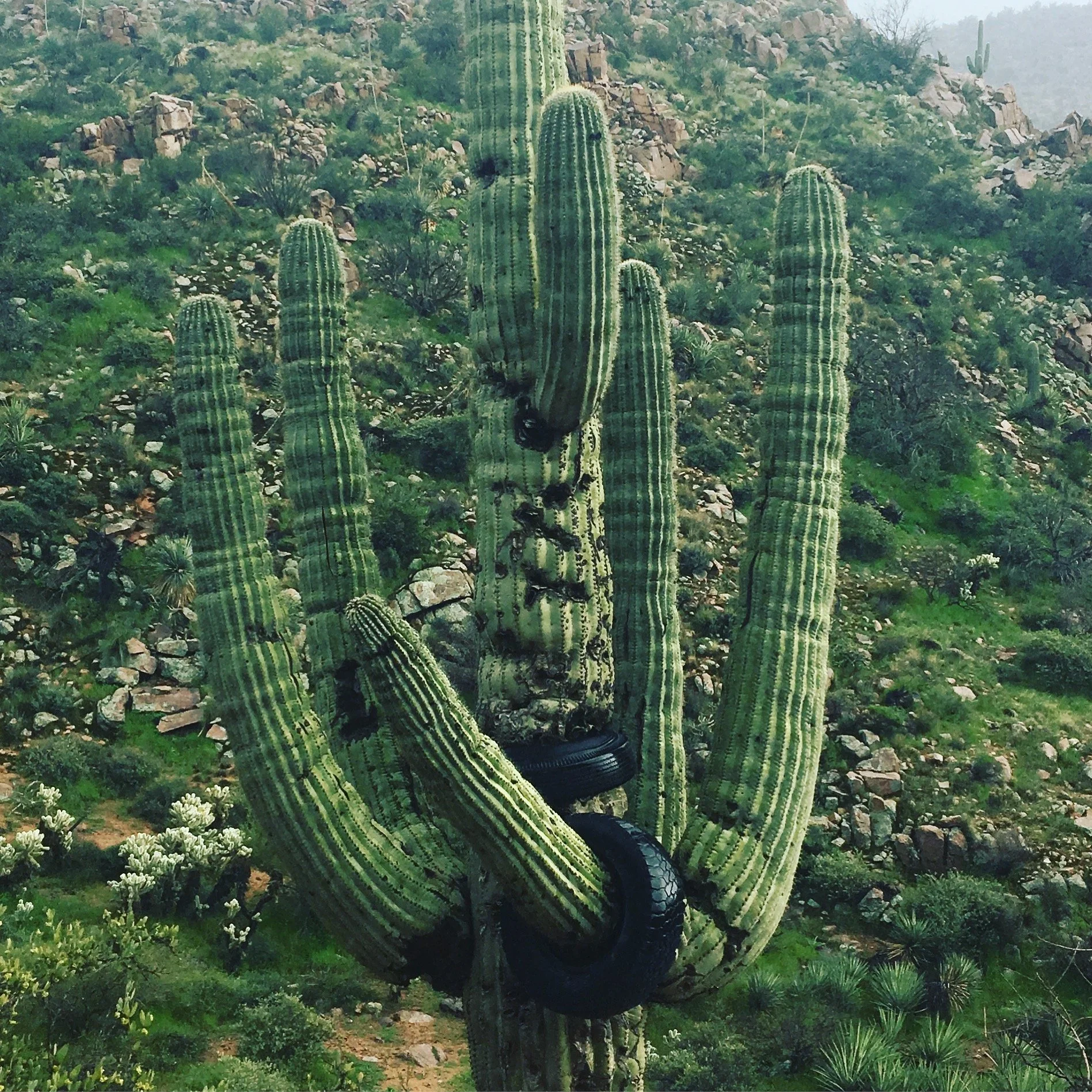 Close-up of saguaro cactus spines and the weathered tires attached to its trunk