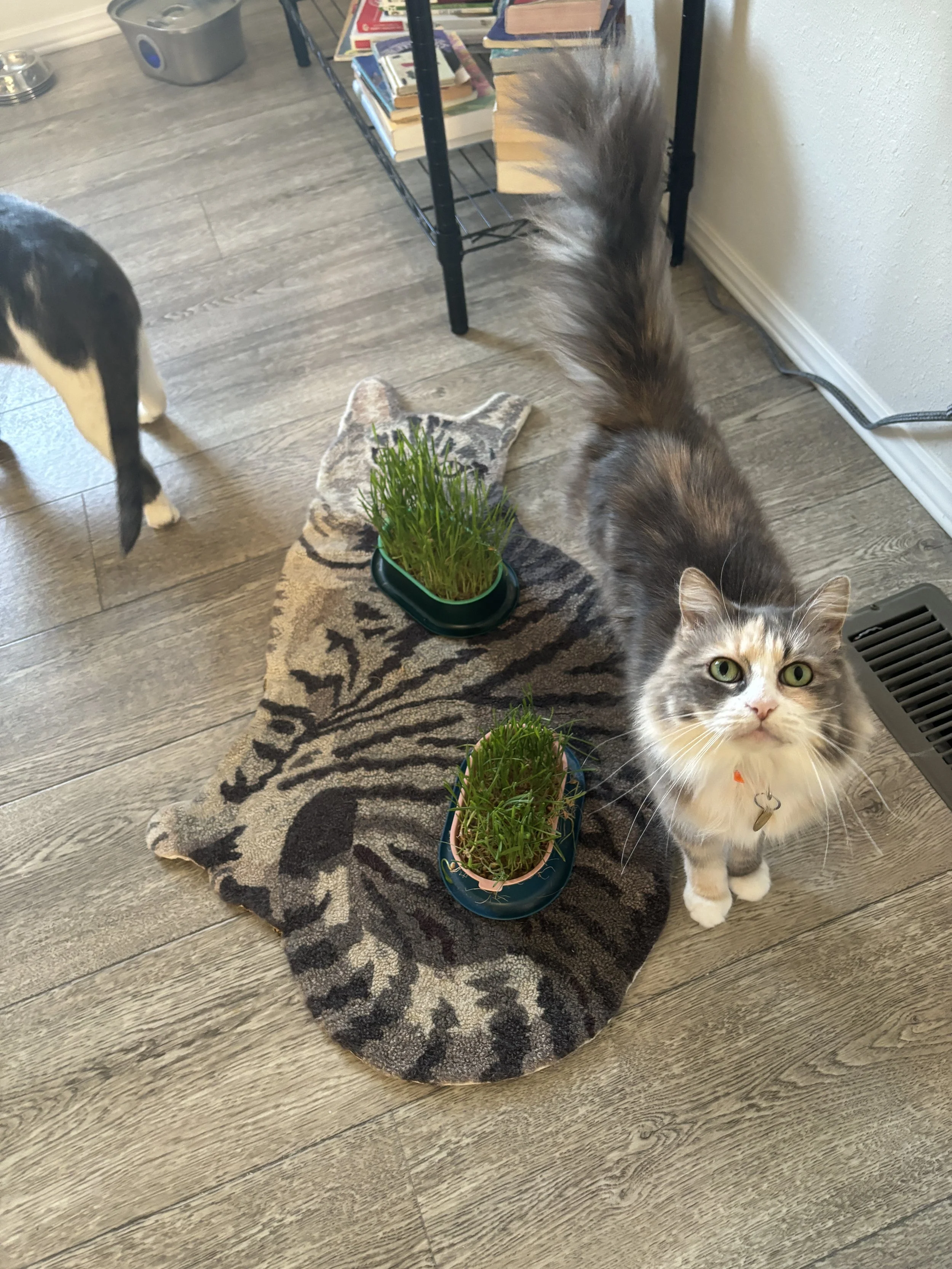 Indoor cat with cat grass. 