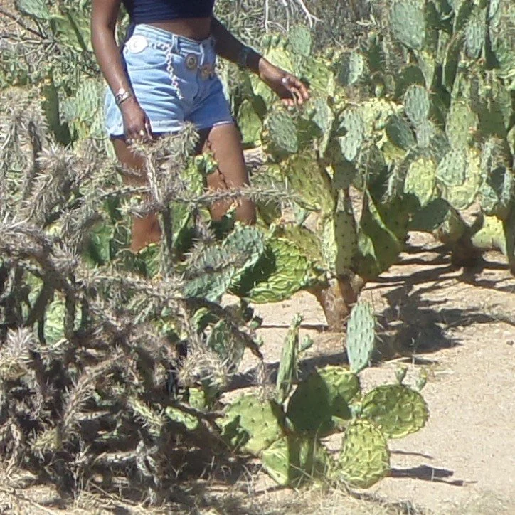 Person foraging for nopal cactus paddles among prickly pear cactus in the Sonoran Desert.