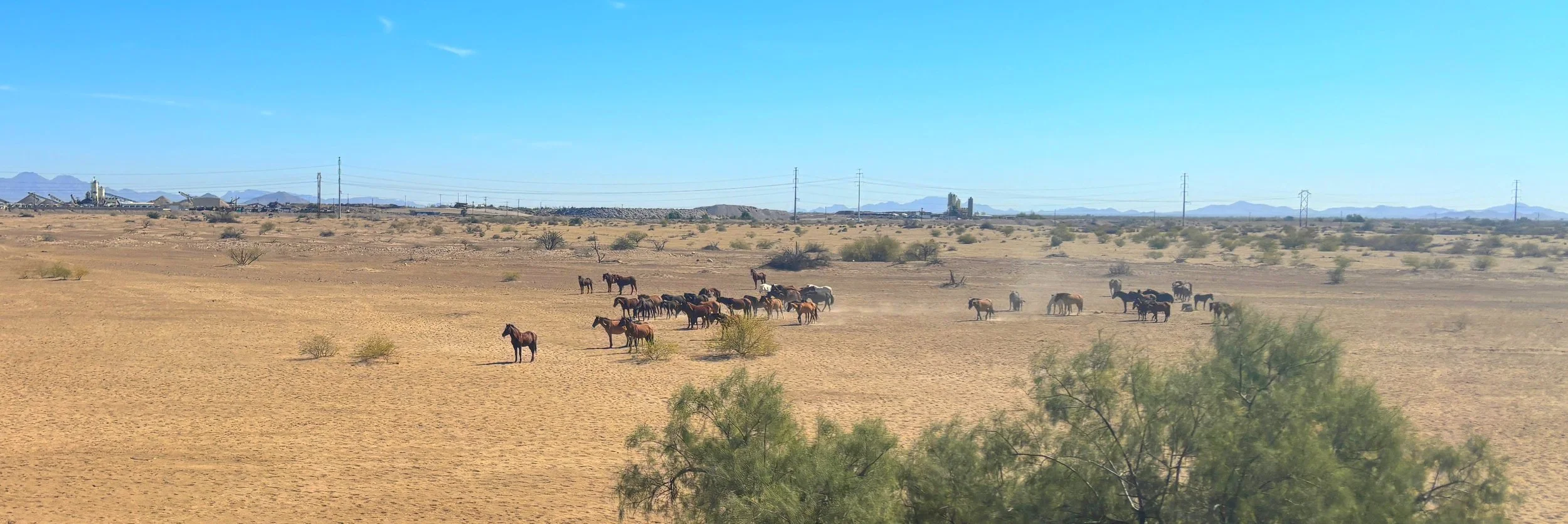 Free-roaming wild horses traveling across open desert terrain near State Route 347 in Arizona