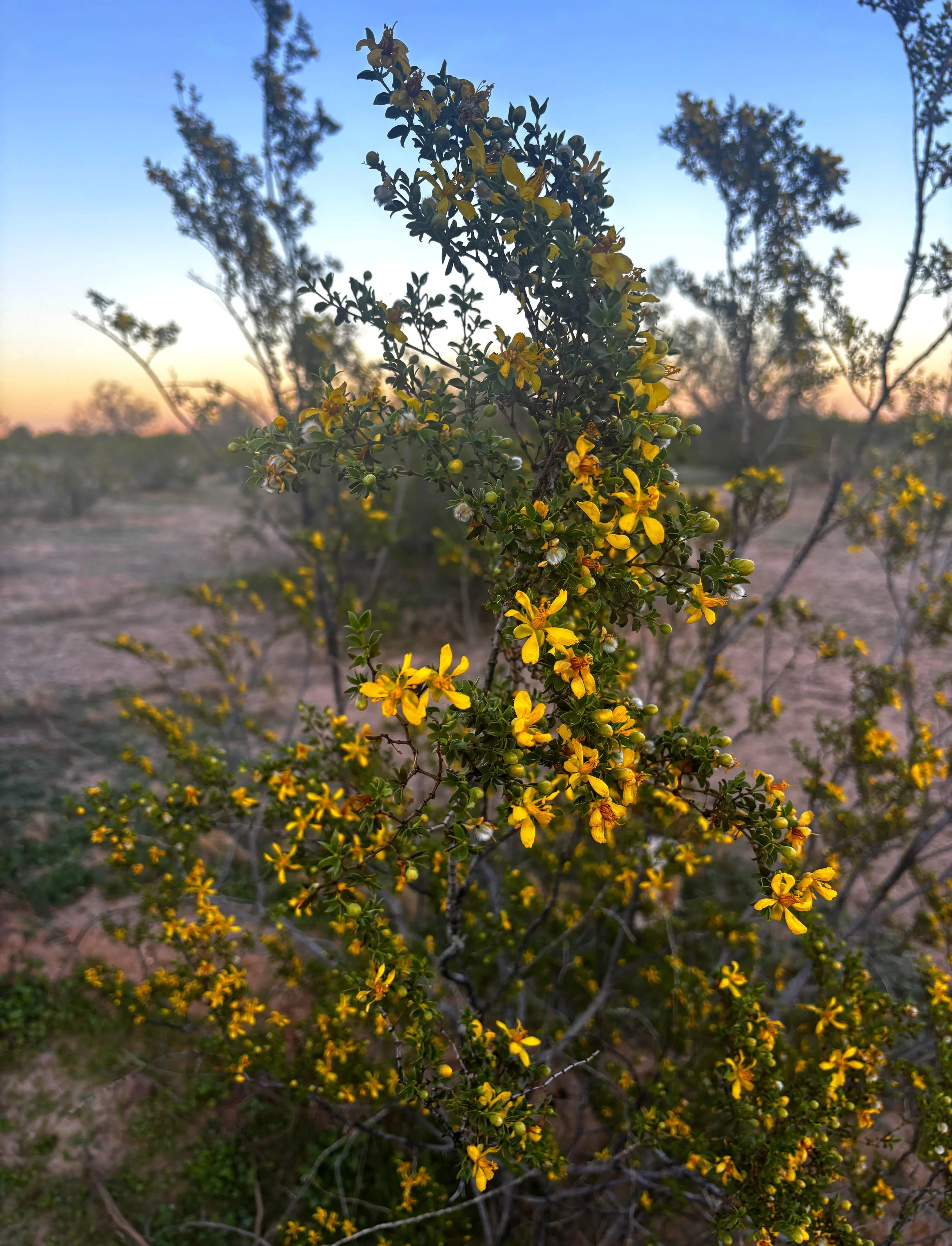 Creosote-Bush-Flowering-Sonoran-Desert.JPG