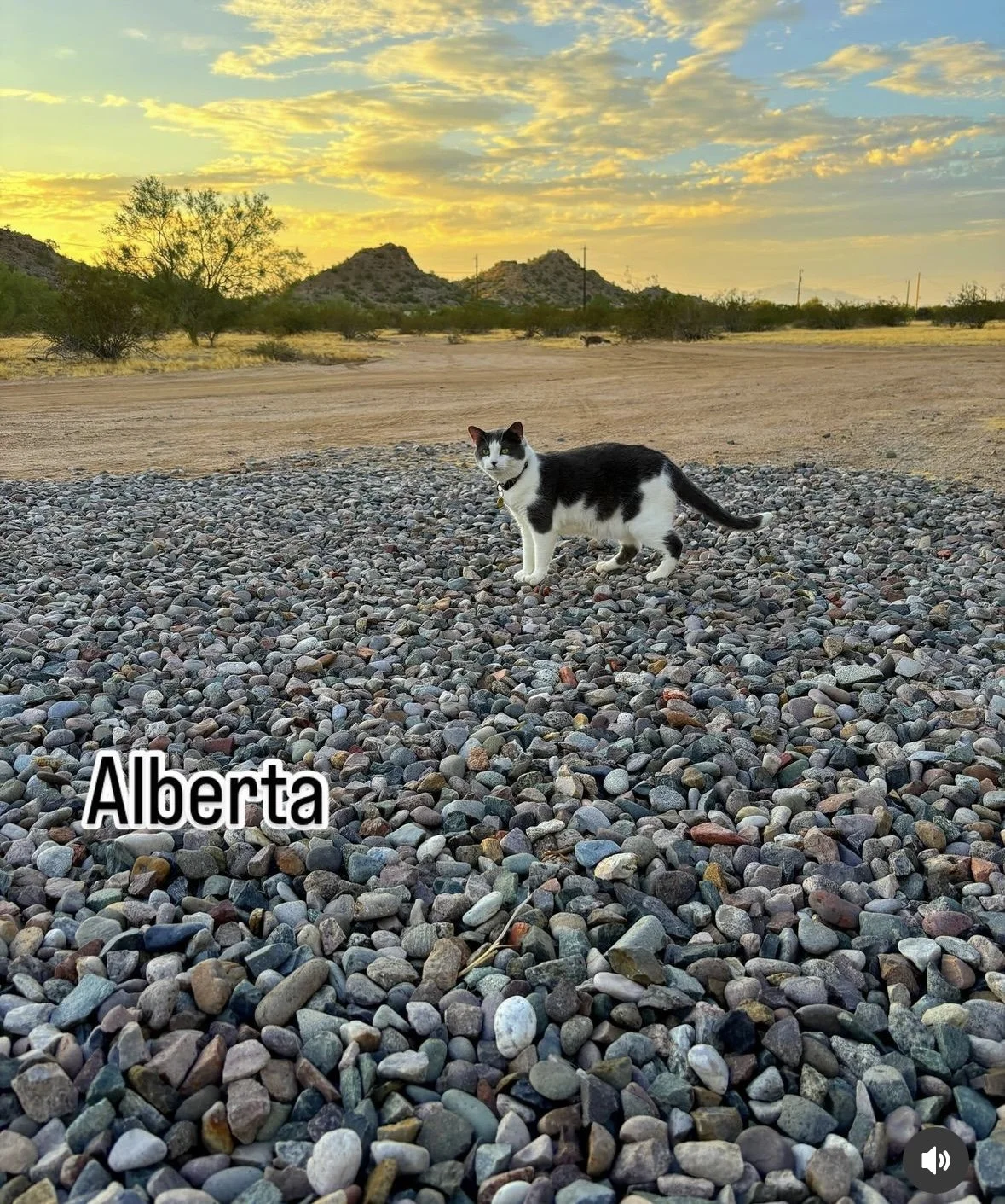 Black and white cat walking in the desert with sunset. 