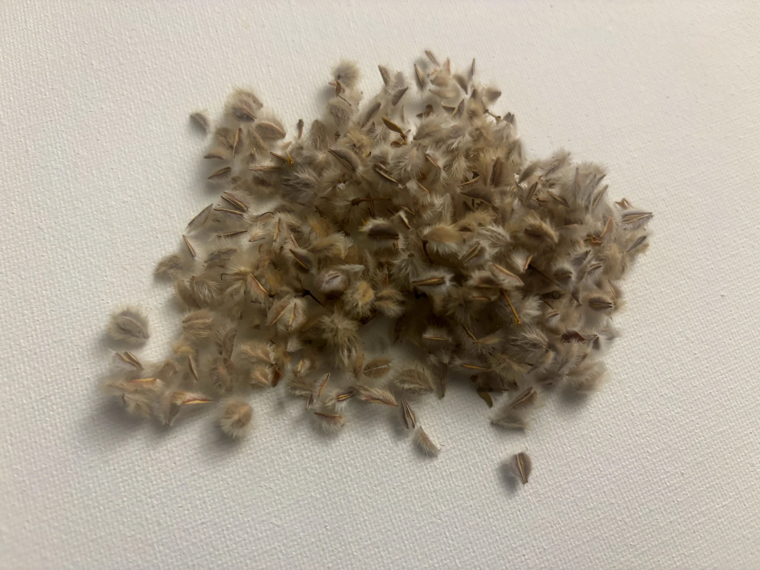 fresh-creosote-bush-seeds-larrea-tridentata.JPG