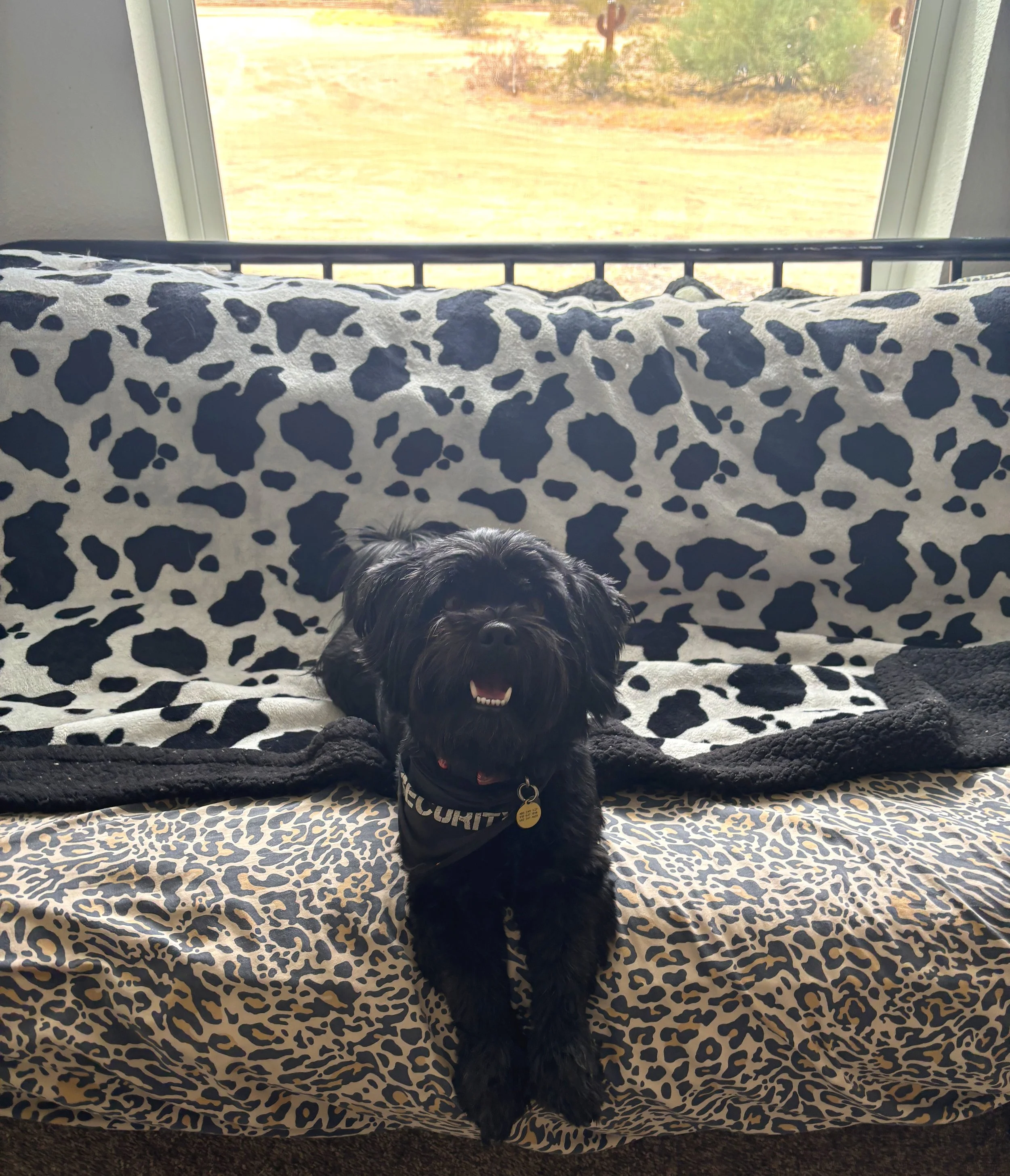 A small black dog wearing a security bandana sitting on a patterned couch in front of a window with a desert landscape view.