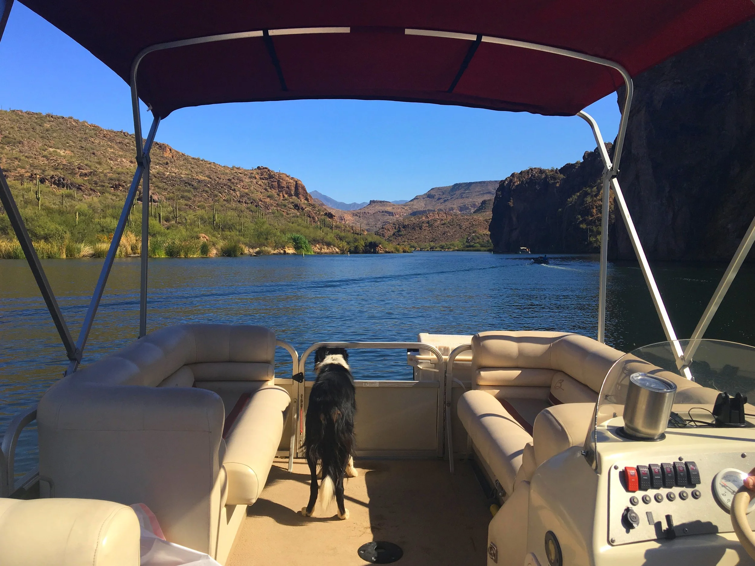Dogs enjoying a relaxing day on a boat while floating through the canyon waters of Saguaro Lake, Arizona.