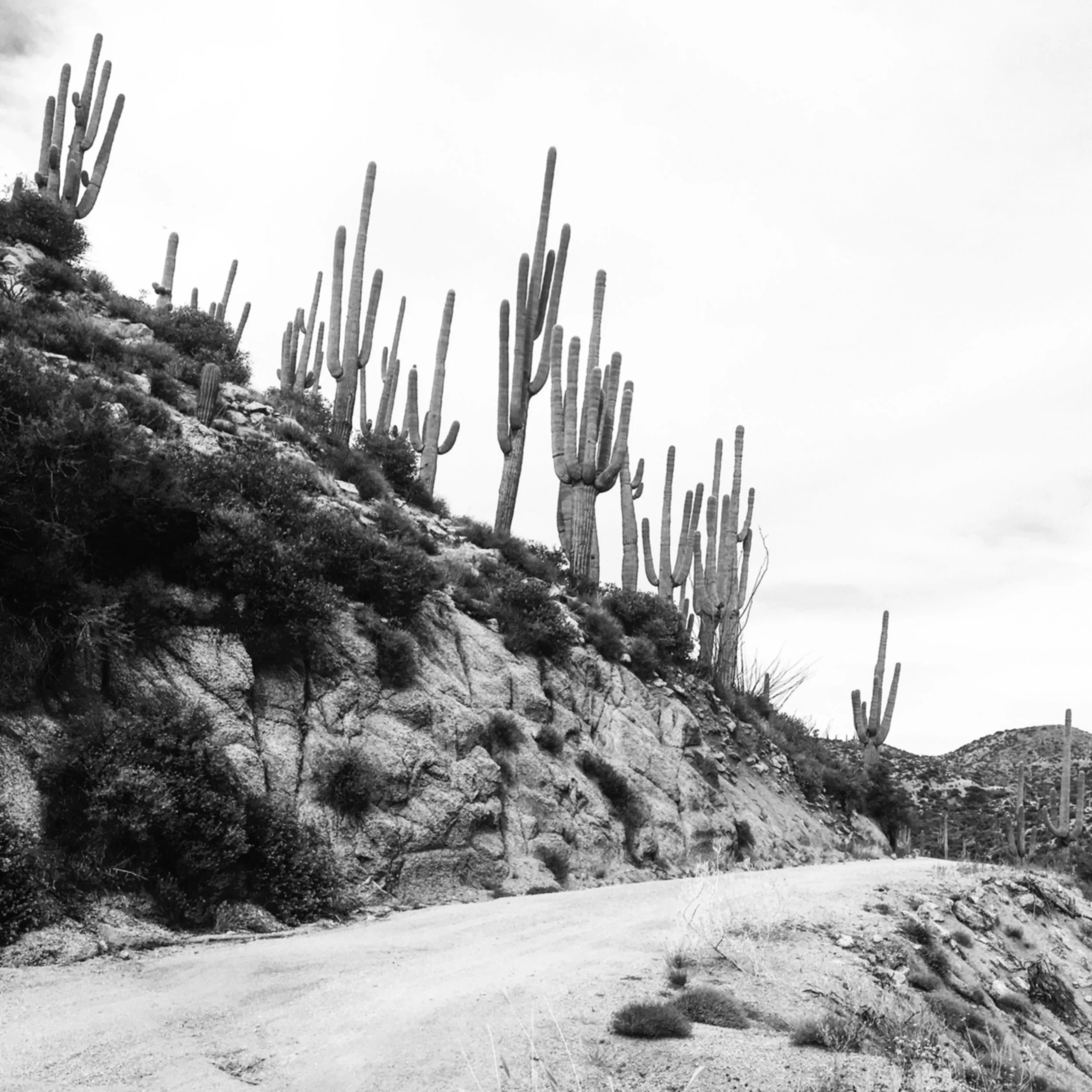 Black and white photo of saguaros along a desert dirt road.