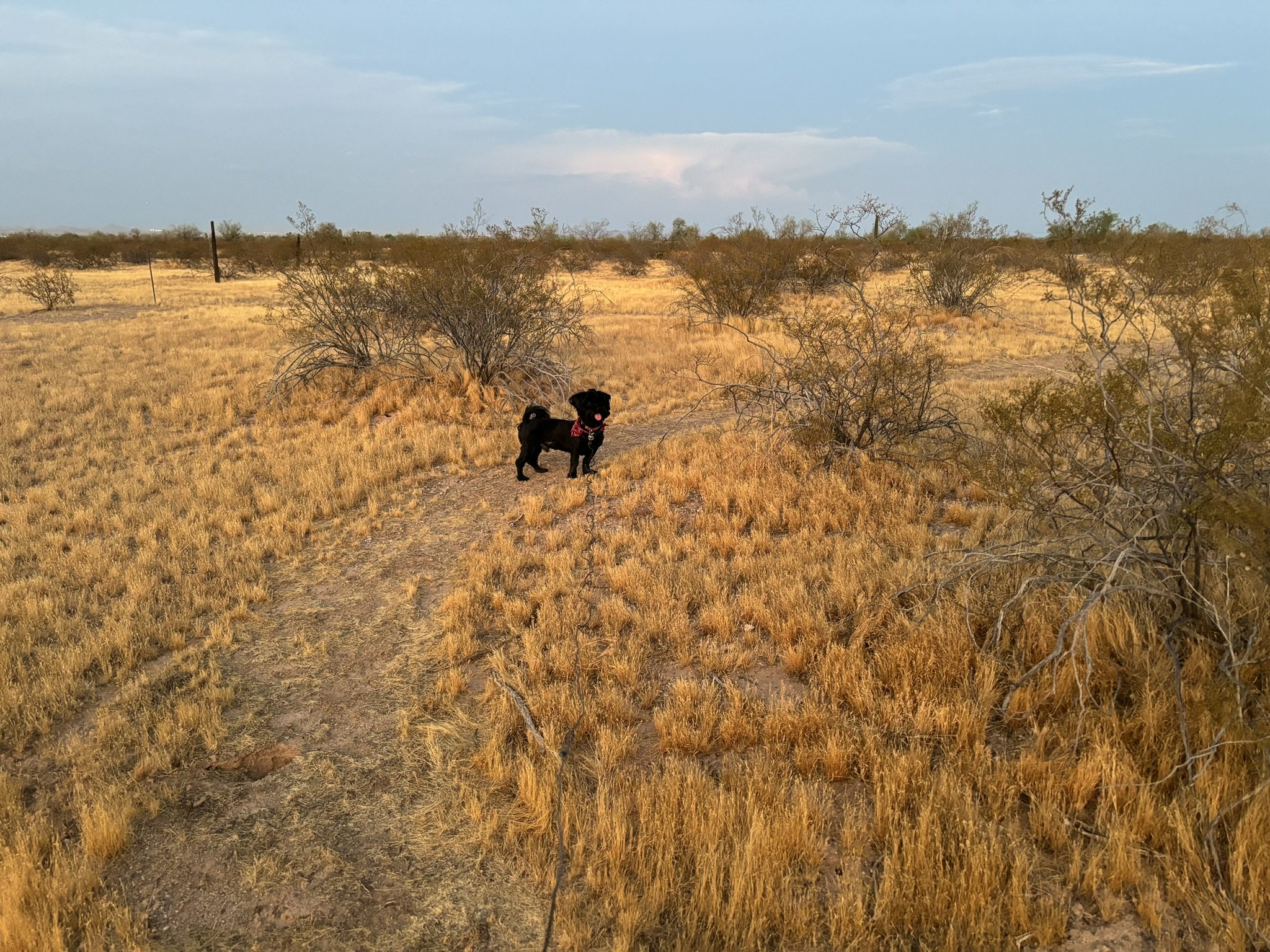 A black dog standing on a dirt path in a dry, grassy landscape with bushes under a partly cloudy sky.