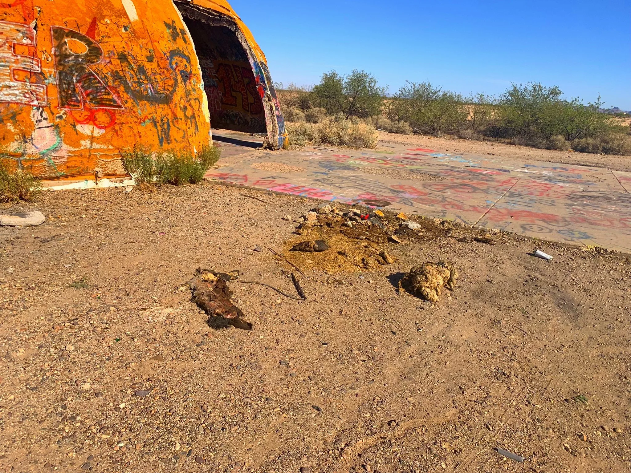 Dead animals around the Domes of Casa Grande, with desert sky visible in the distance (Casa Grande, Arizona).