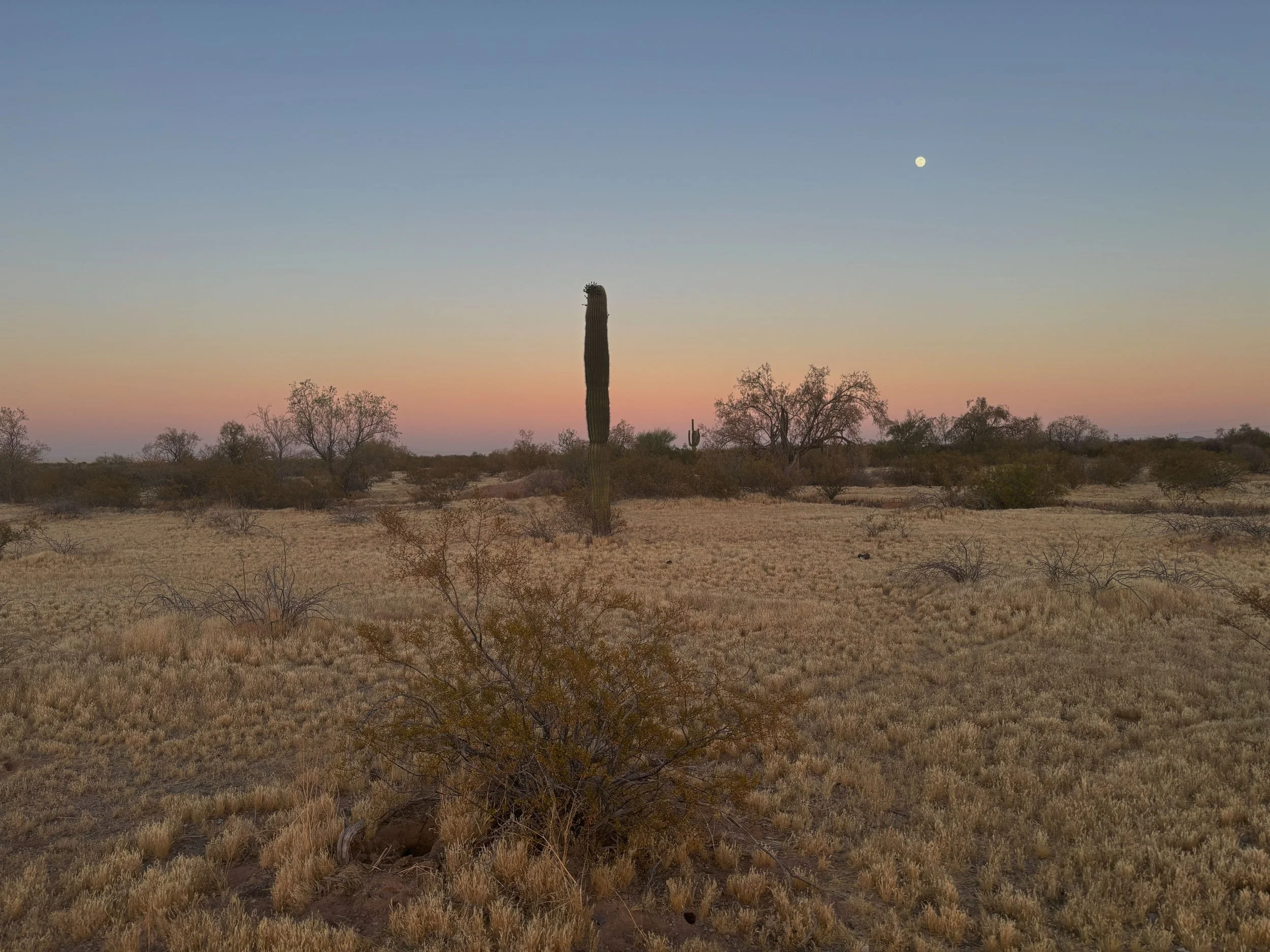 Desert landscape during sunset with a tall cactus, leafless bushes, and a moon in the sky.