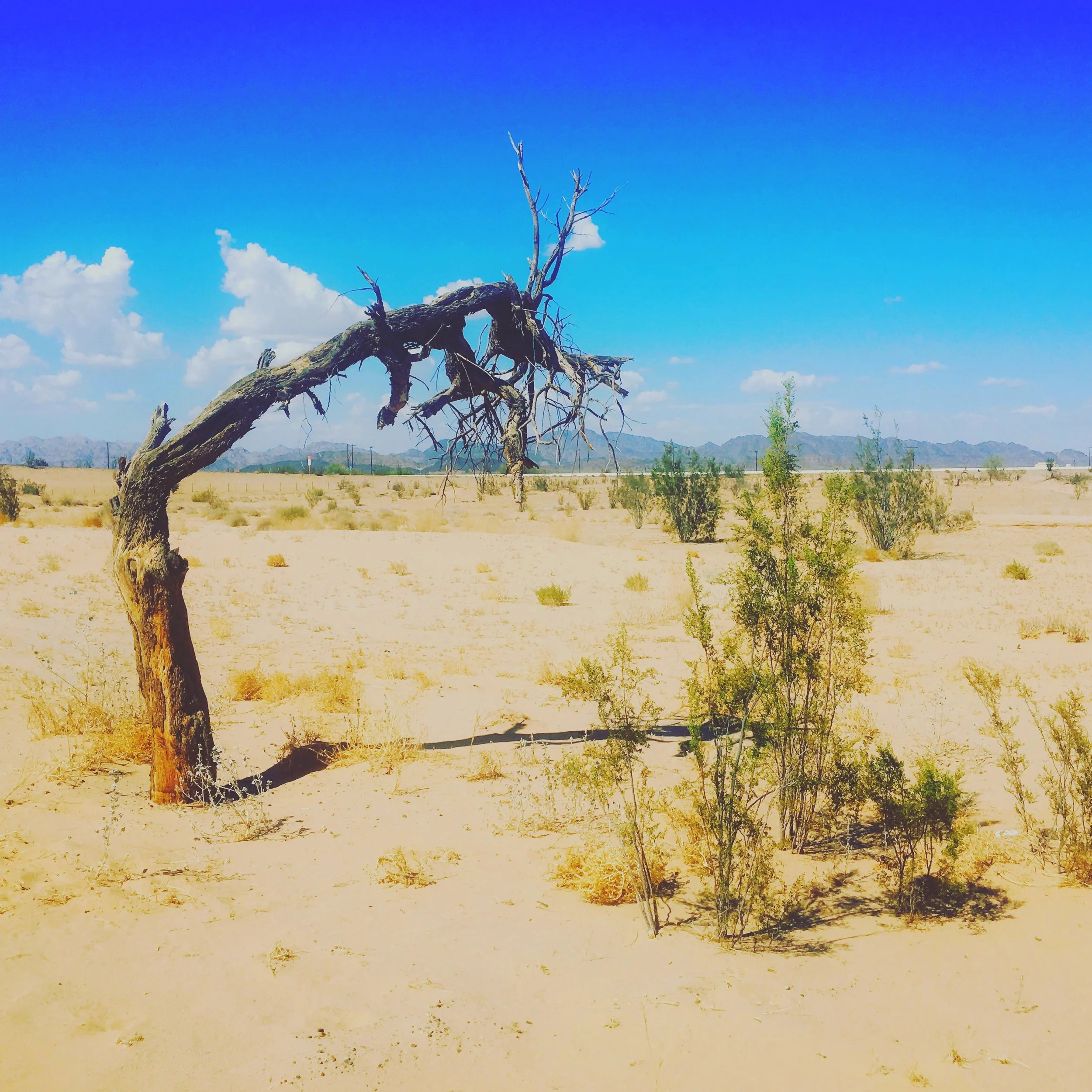 Weathered dead tree standing alone in the desert near Winterhaven, California.