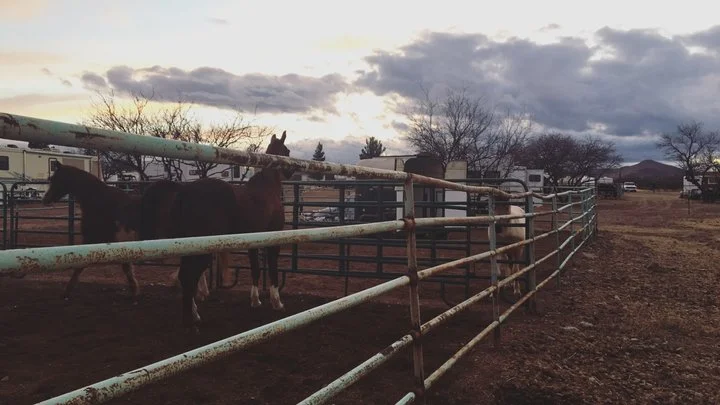 Horses standing near campsites at Tombstone RV Park outside Tombstone, Arizona, surrounded by desert landscape.