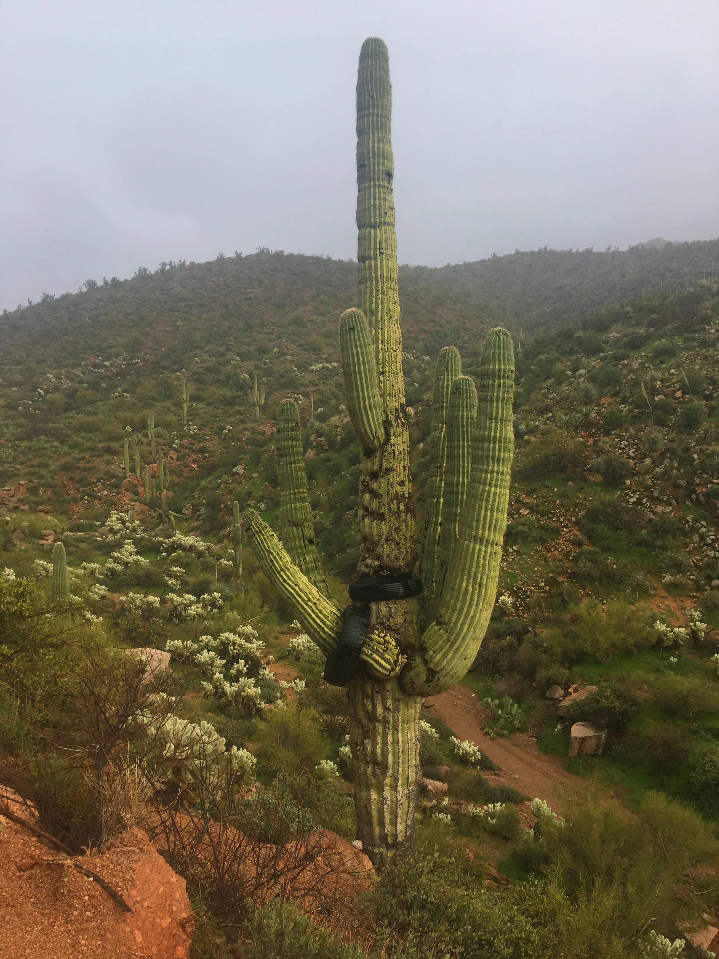 Saguaro cactus with tires standing in wide Sonoran Desert landscape under hazy sky.