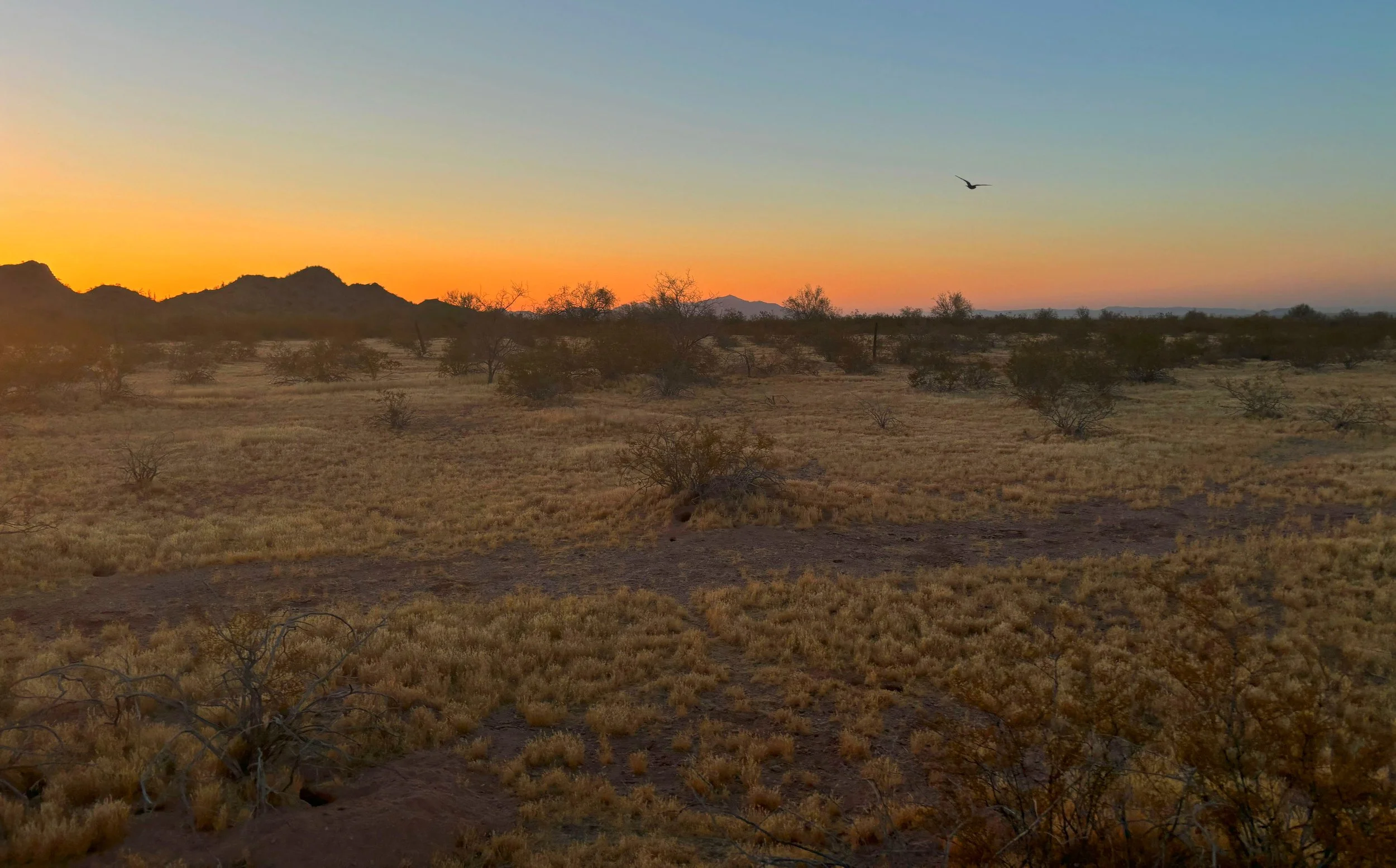 Desert landscape at sunset with mountains and sparse bushes, a bird flying in the sky.