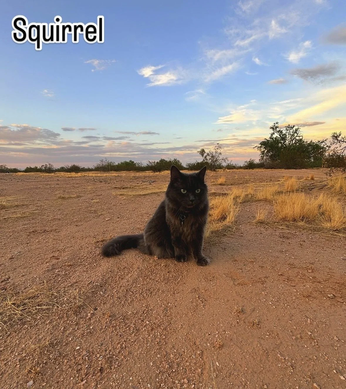 Gray long haired cat sitting on the brown desert terrain. 