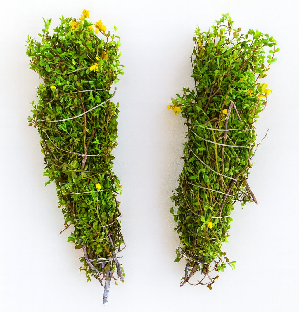 Creosote Bush (Chaparral) Fresh Herb Bundles – Larrea tridentata
