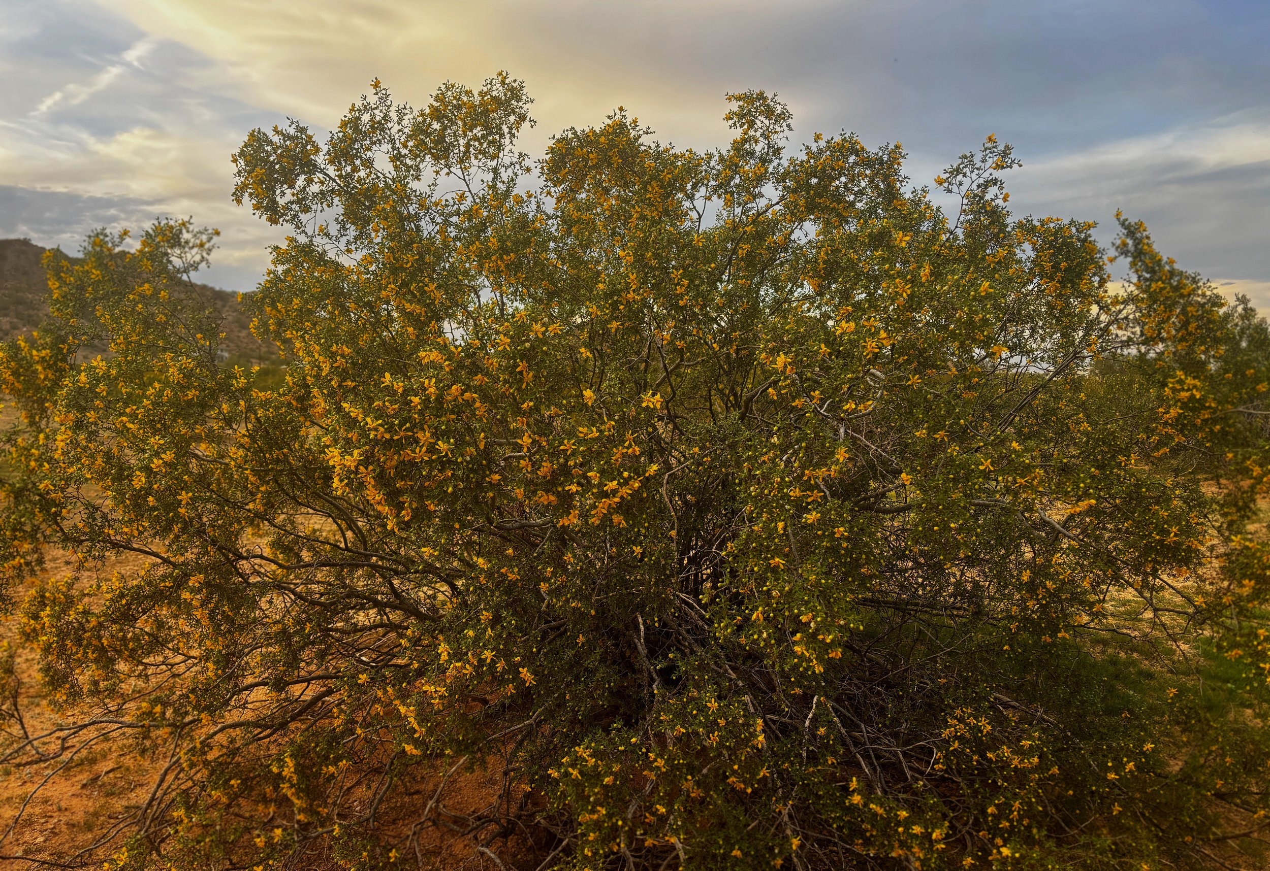Creosote-Bush-Sonoran-Desert.JPG