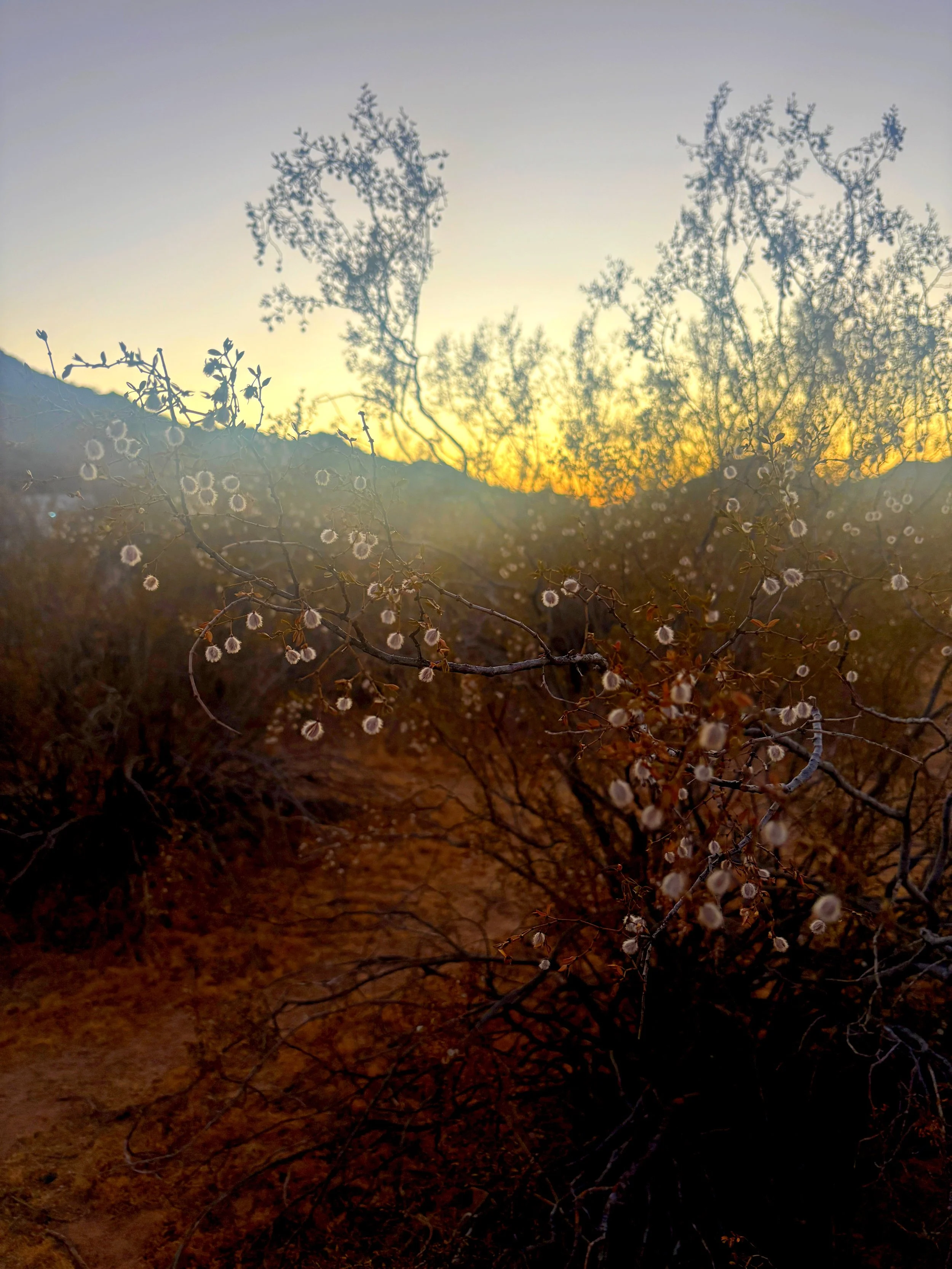 creosote-bush-seed-pods-sonoran-desert-arizona.JPG