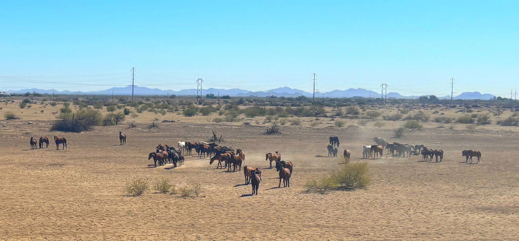 Wild horse herd crossing open desert near SR-347 and Riggs Road in Arizona