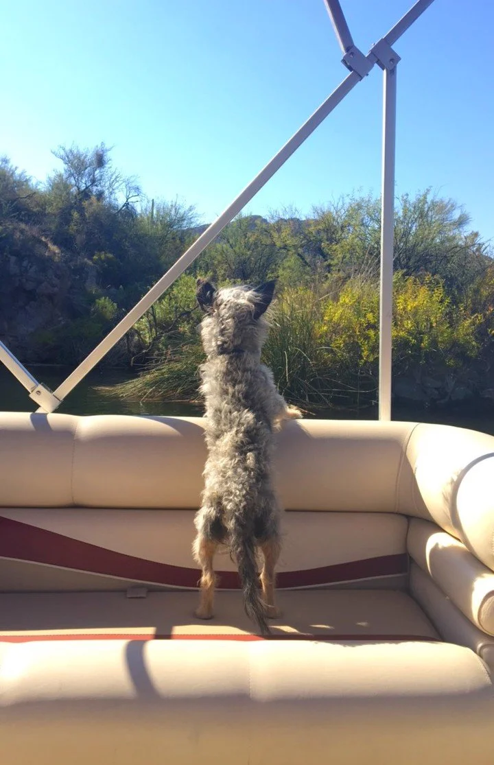 Pontoon boat day at Saguaro Lake with dogs relaxing beside the desert canyon scenery in Arizona.